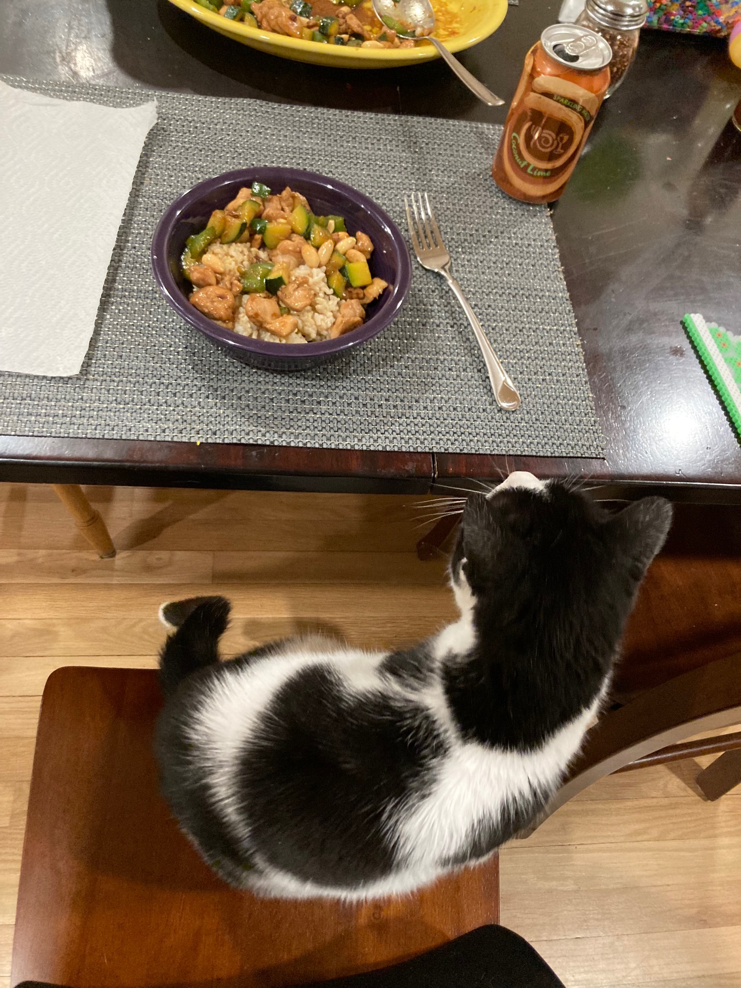 Cat in chair by bowl of food