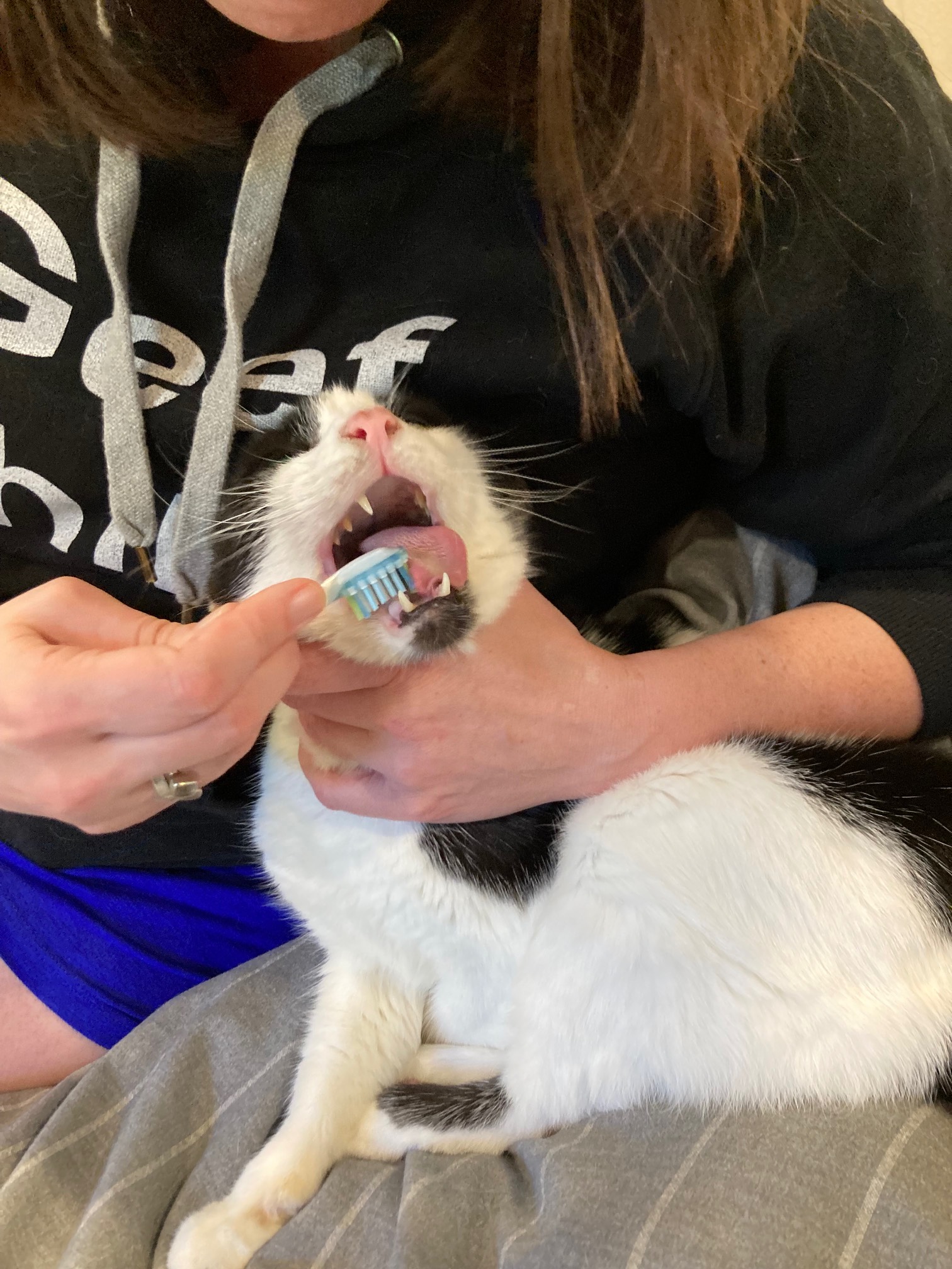 Bonus Cat with toothbrush on fang