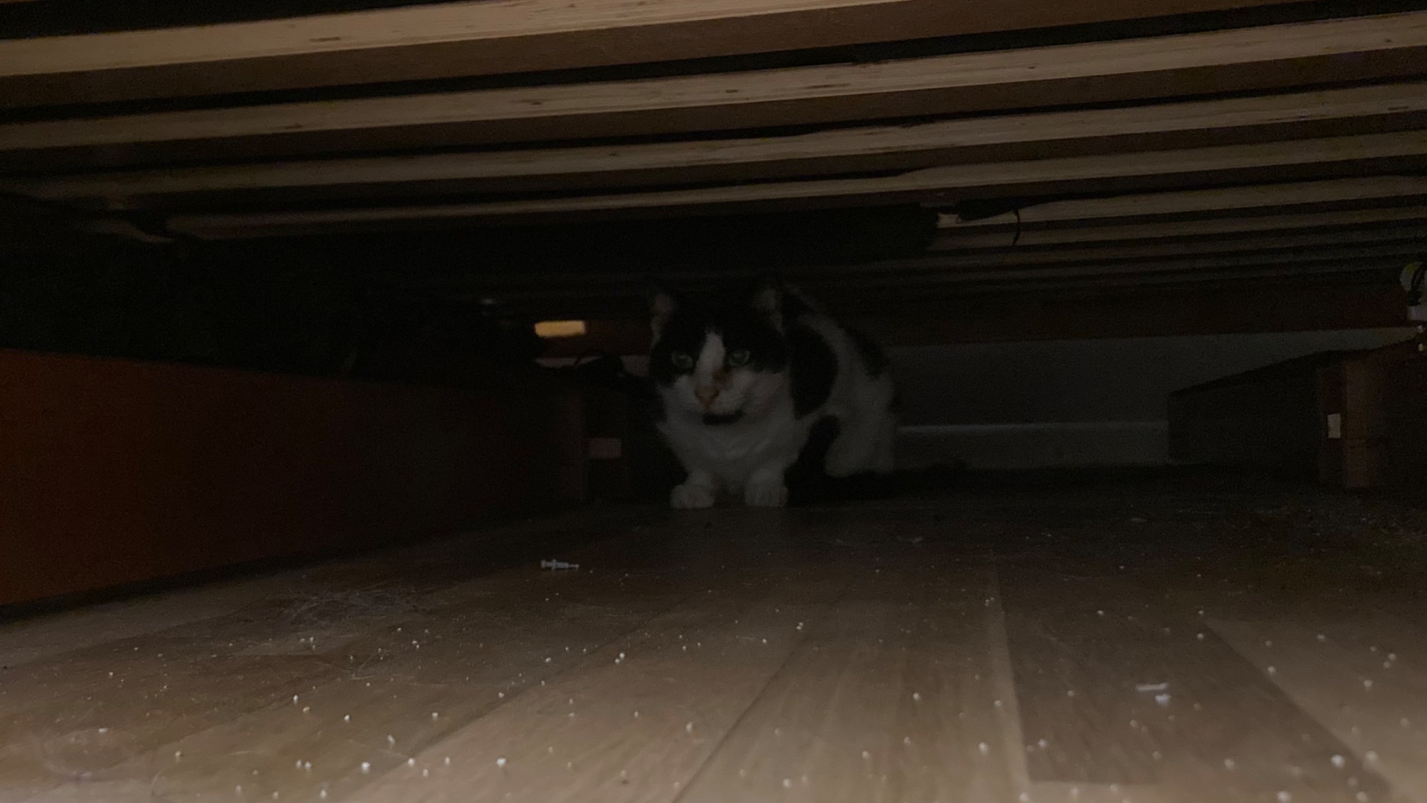 Cat under bed