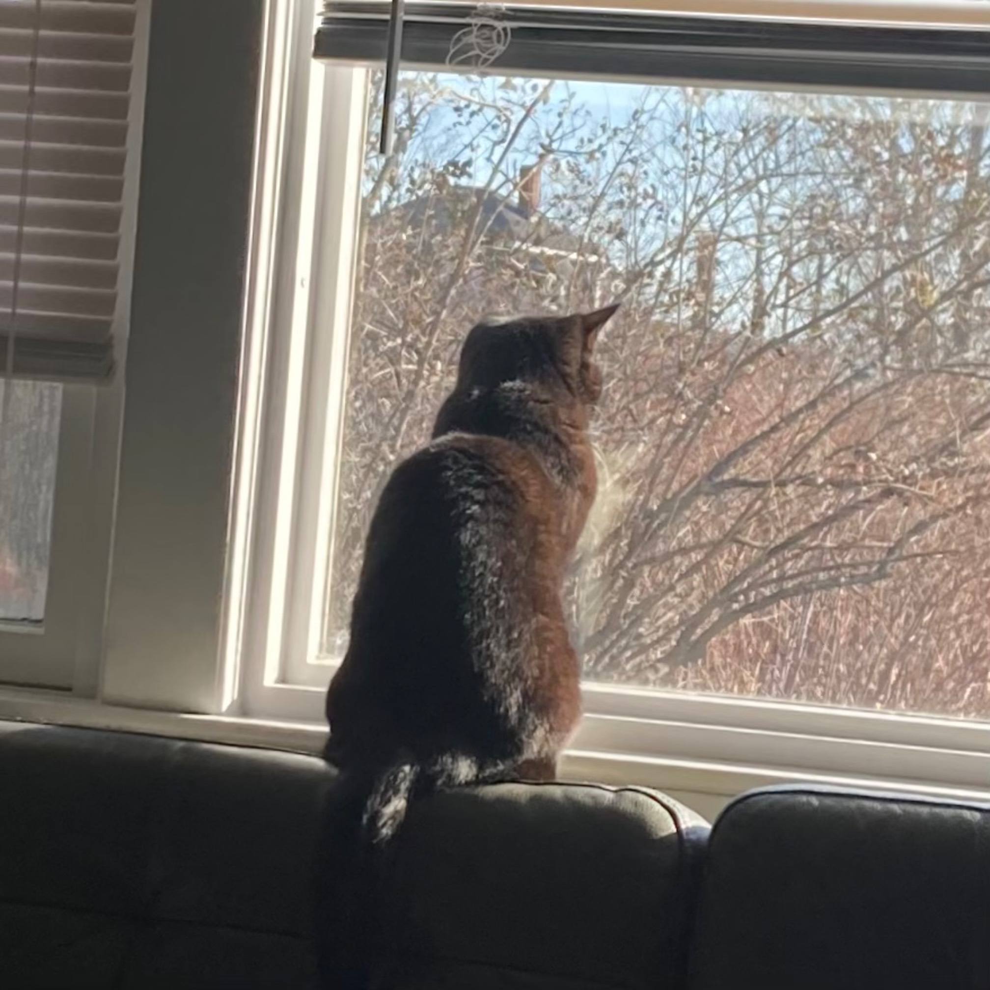 Wily gradient