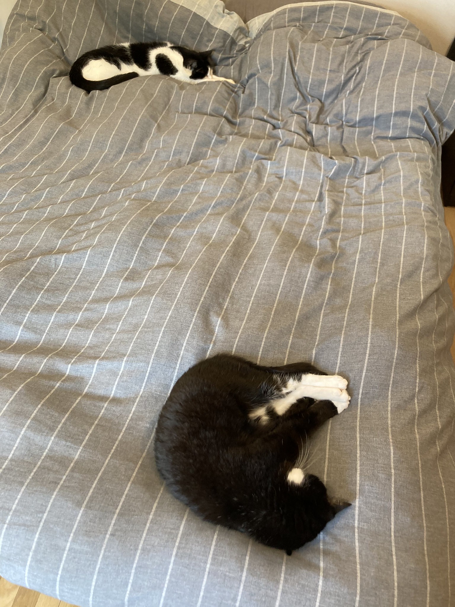 Cats stretching on bed