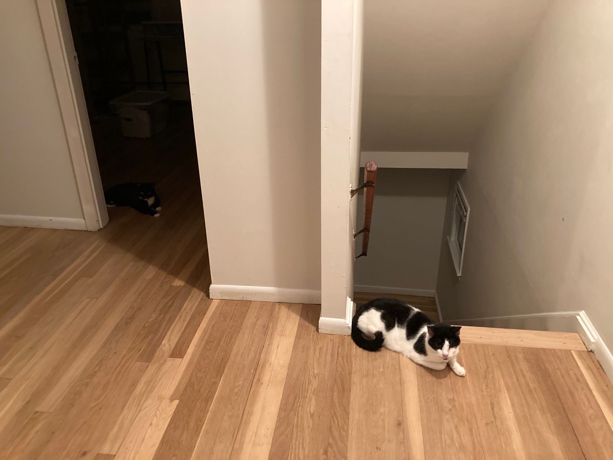 Light and dark loafs.