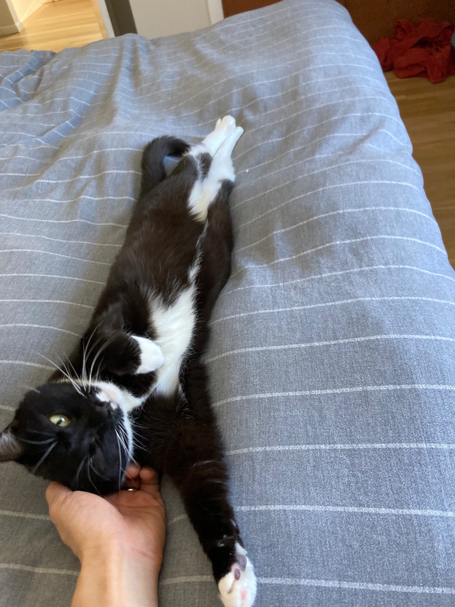 Cat on back stretching out with paw extended