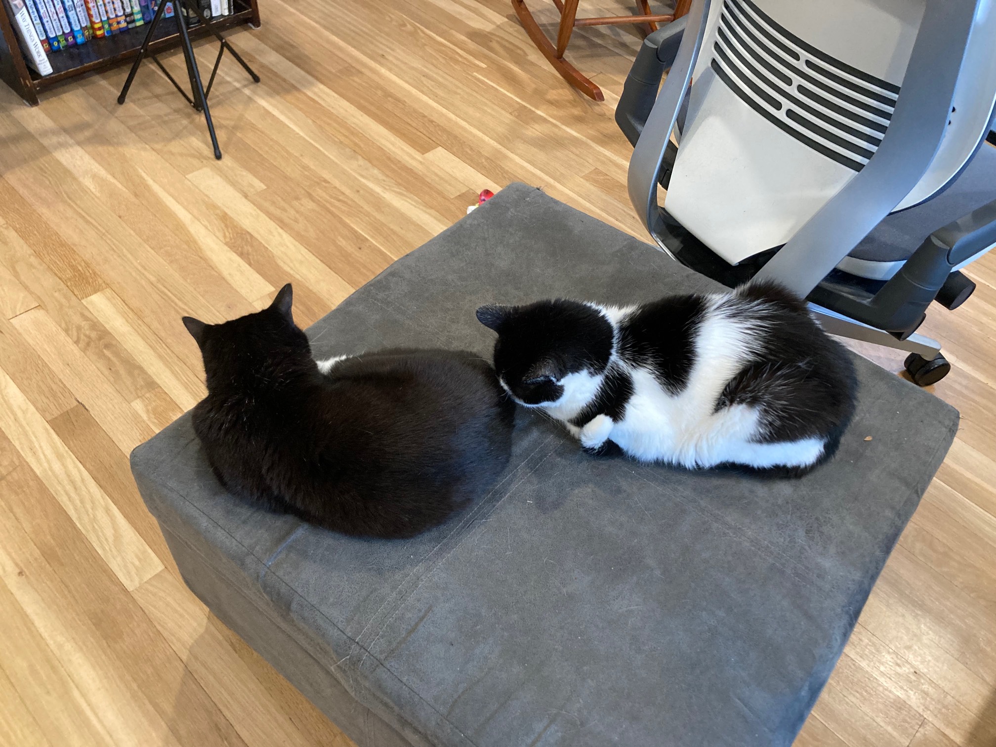 Cat with face against another cat’s butt