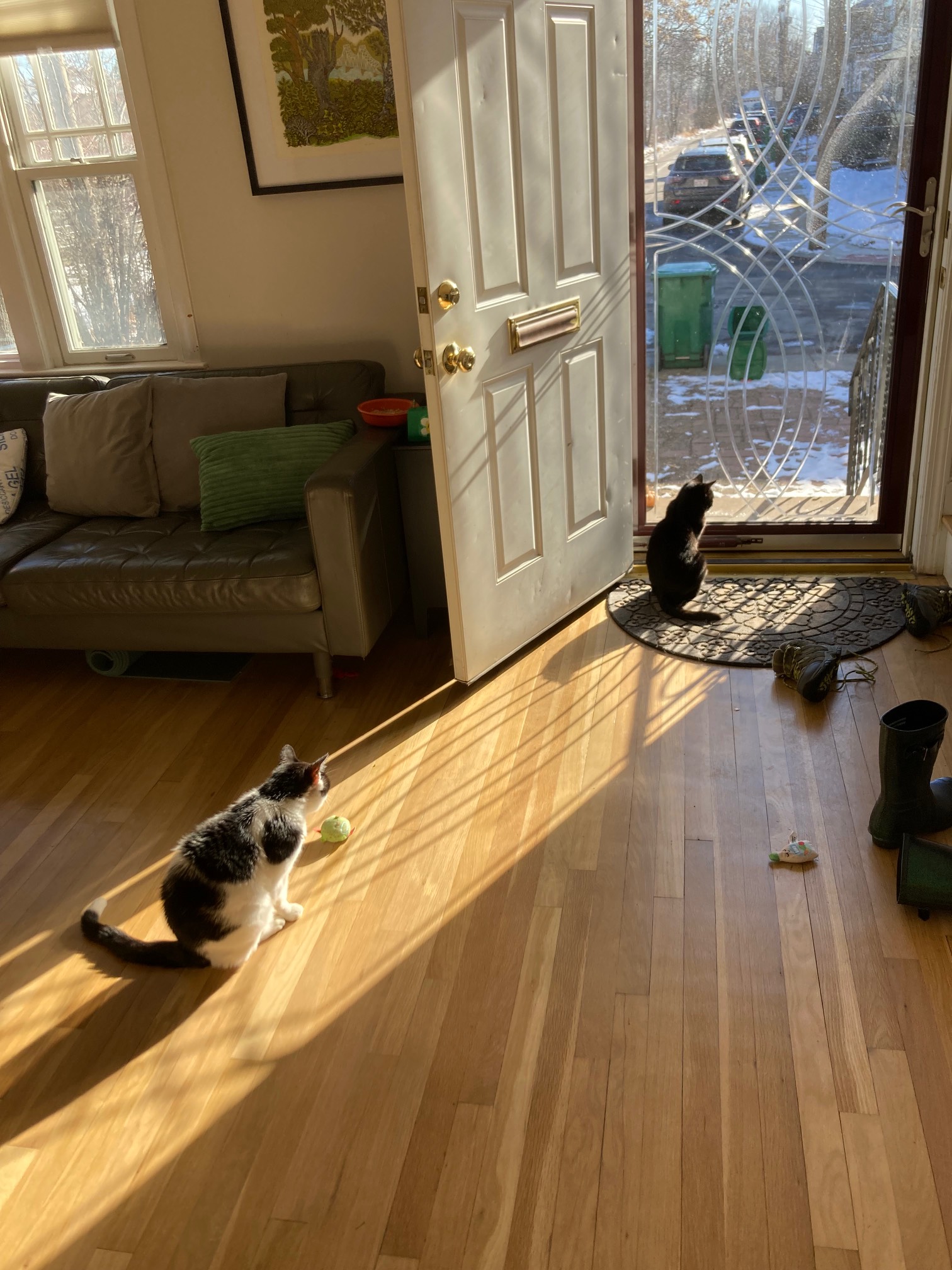 Two cats in a sunbeam from a storm door