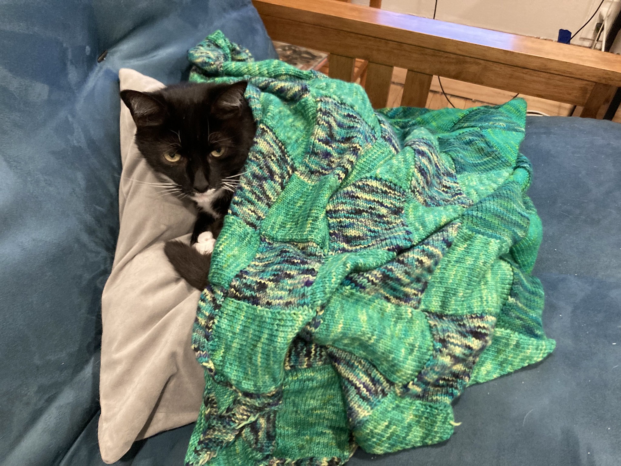 Cat in blanket