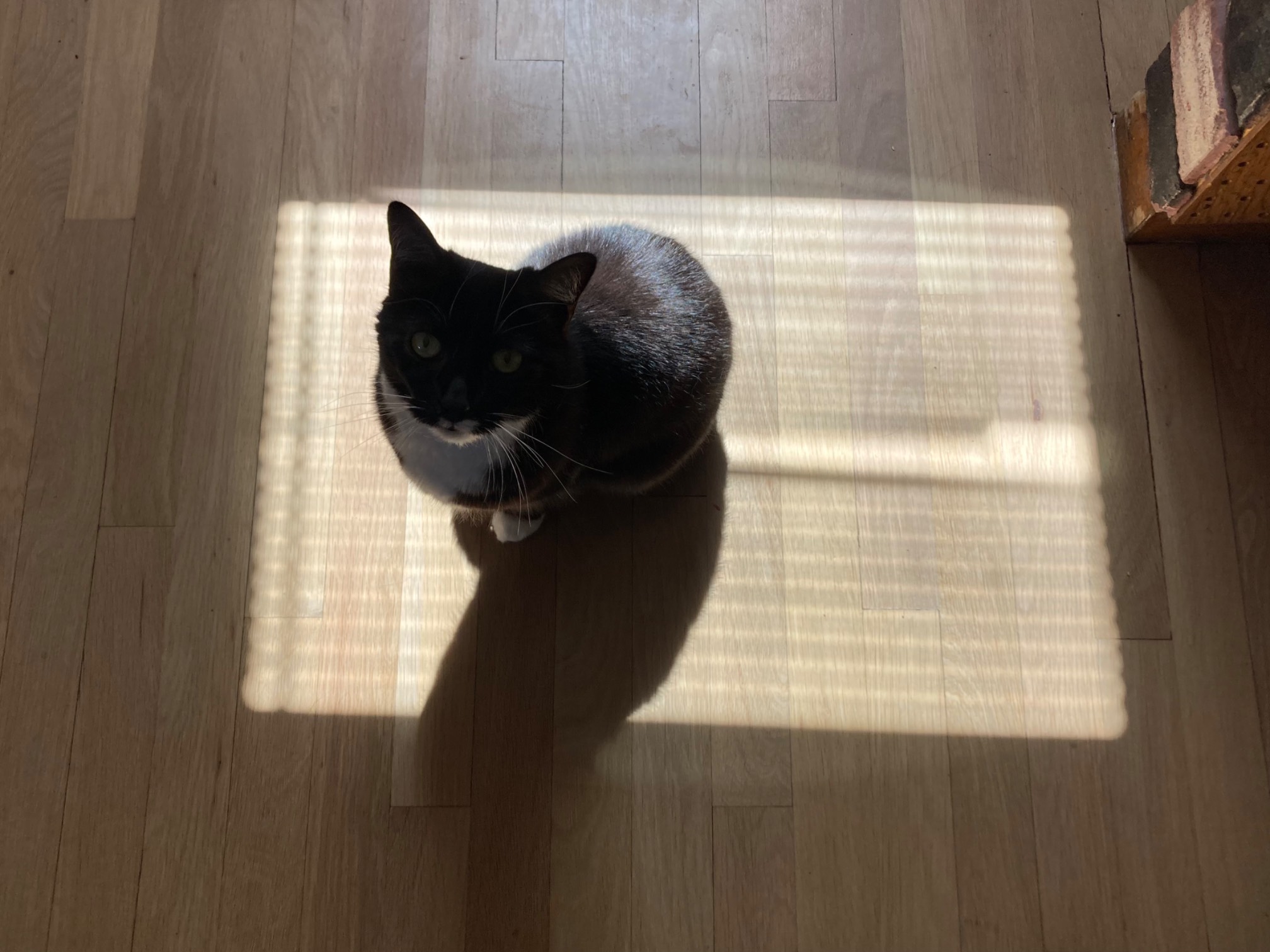 Wily: Sun rectangle enjoyer