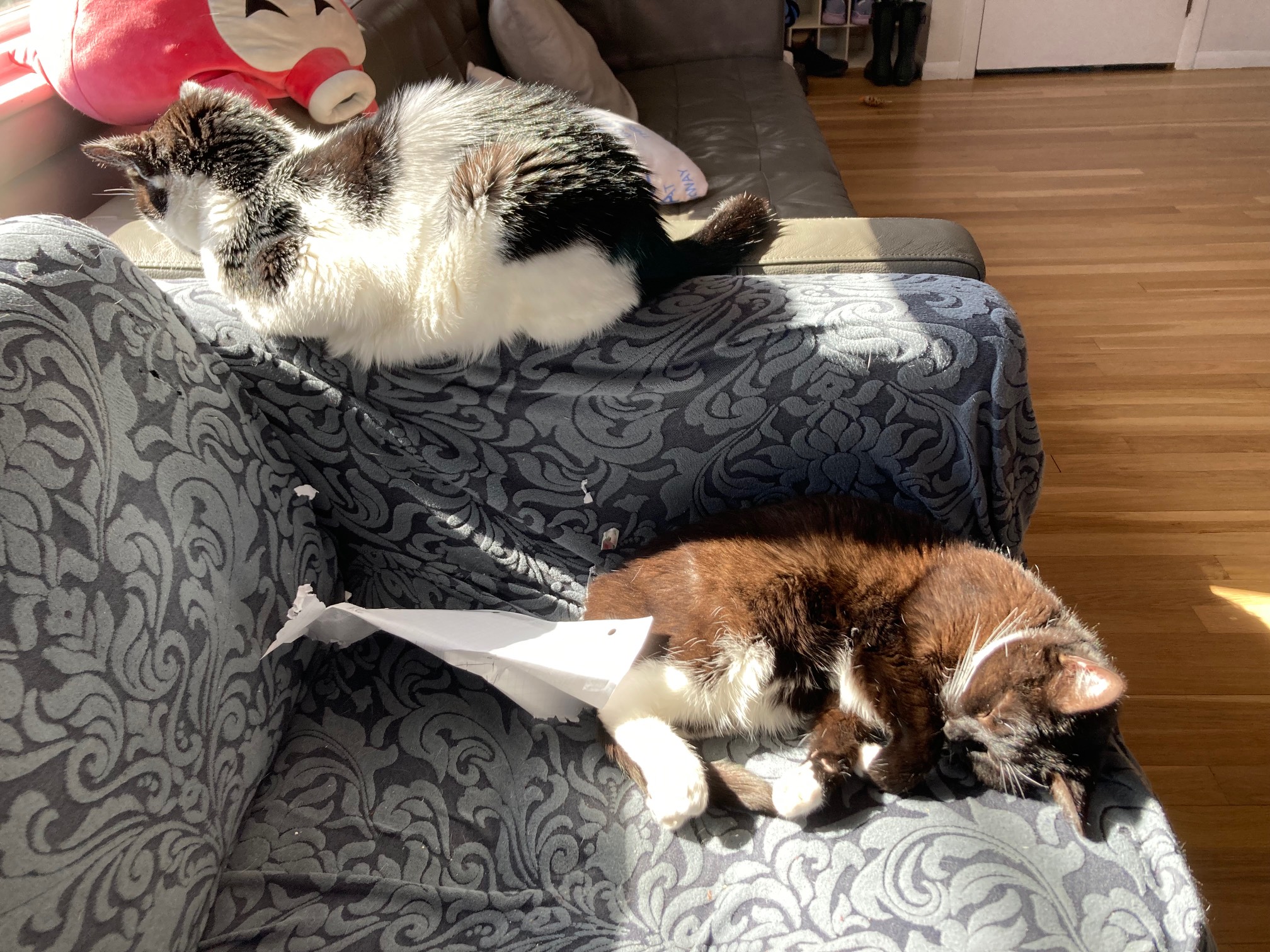 Cats and Octorok in sun