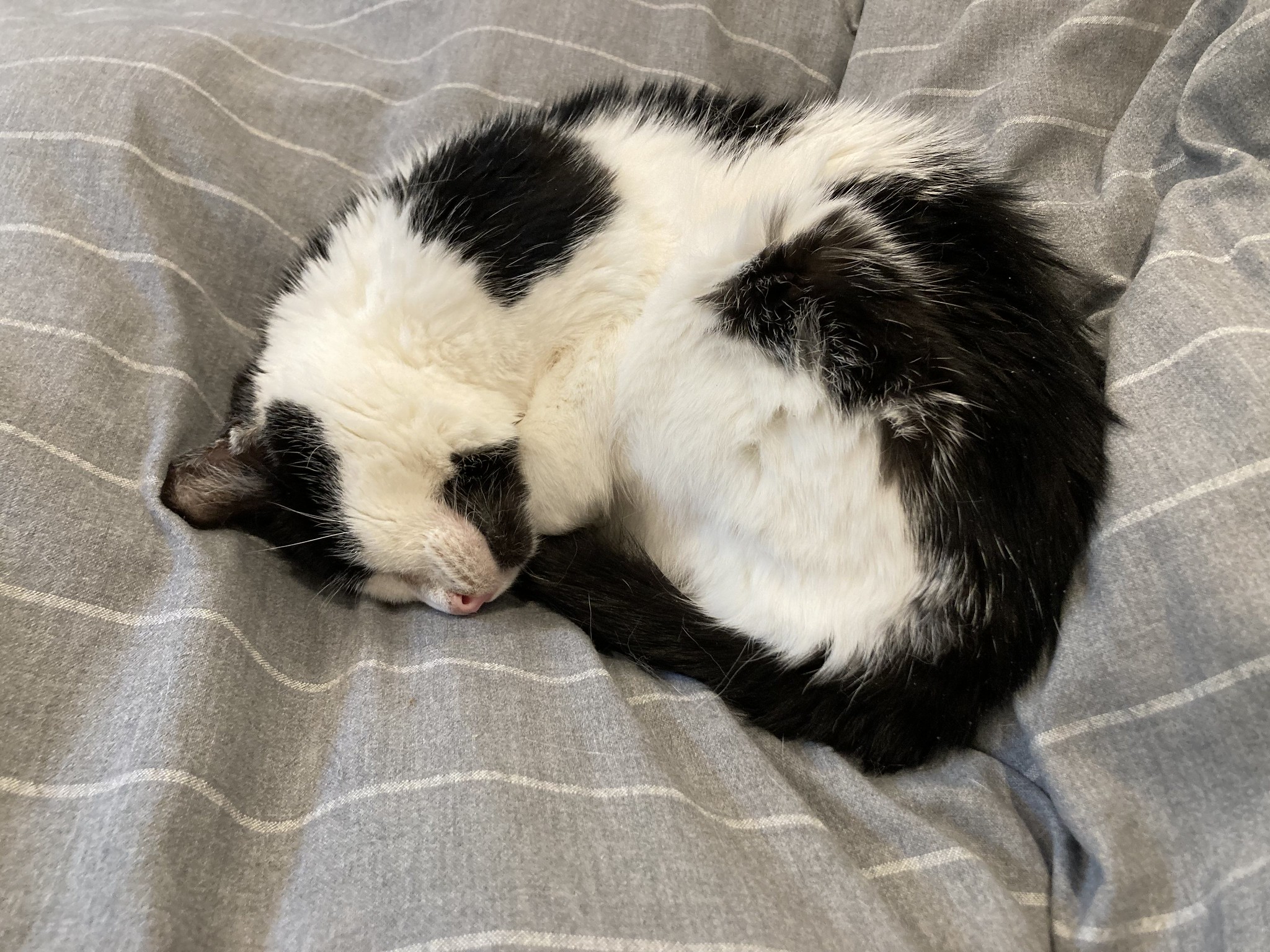 Sleeping cat curled up