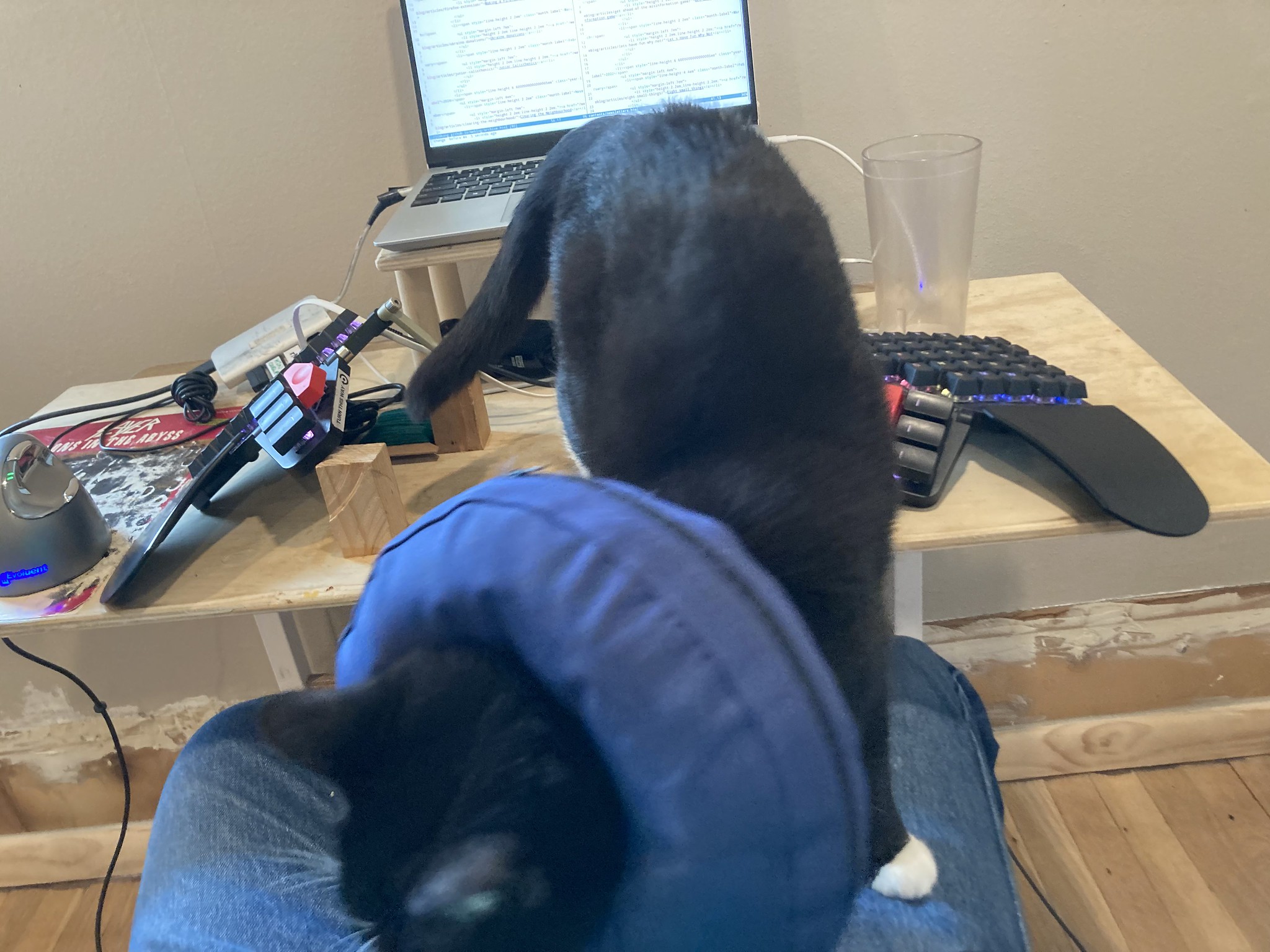 Cat, collapsed keyboard
