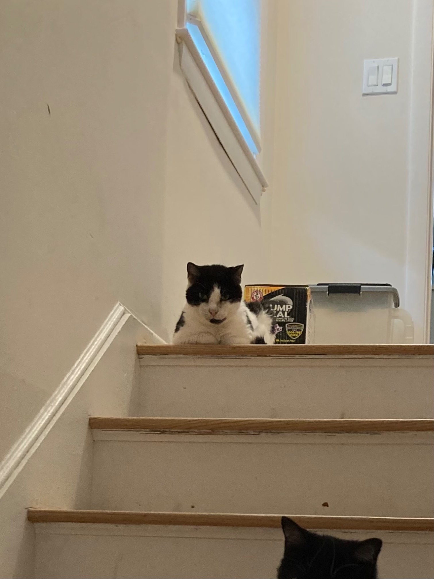 Bonus Car loafing at top of stairs