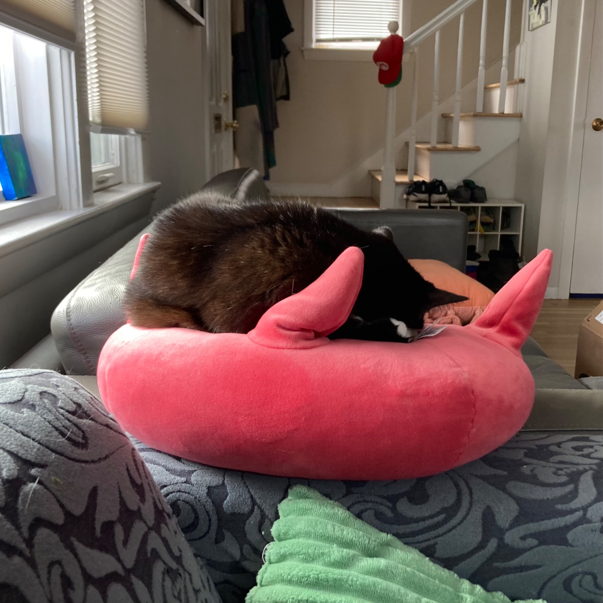 Sleeping on prey