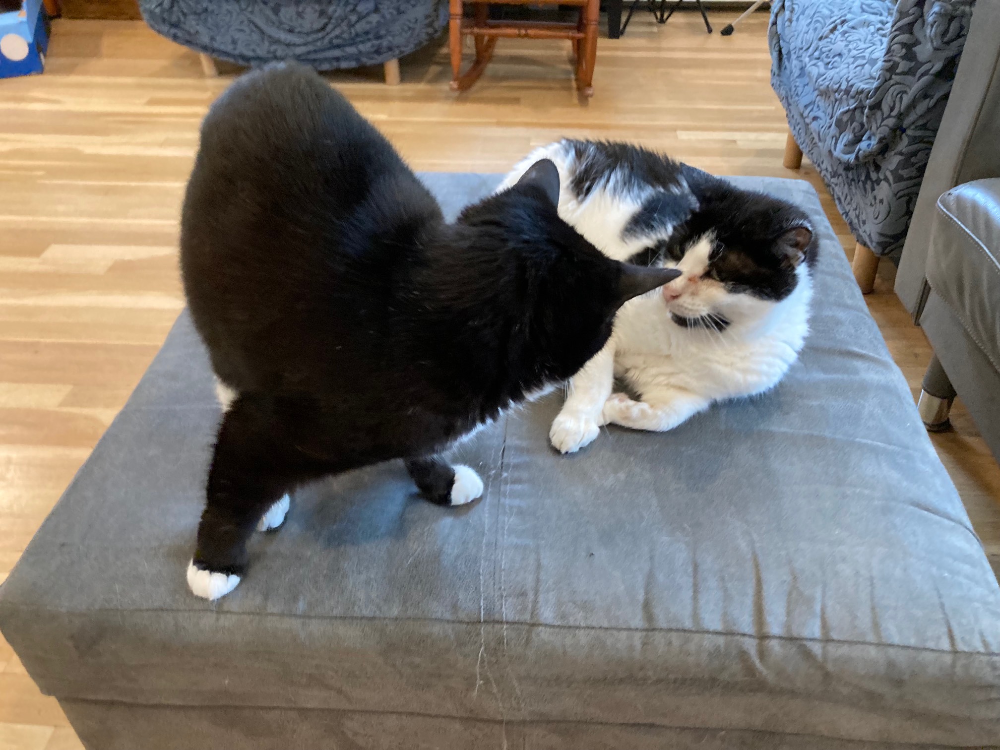 Wily getting in Bonus's face