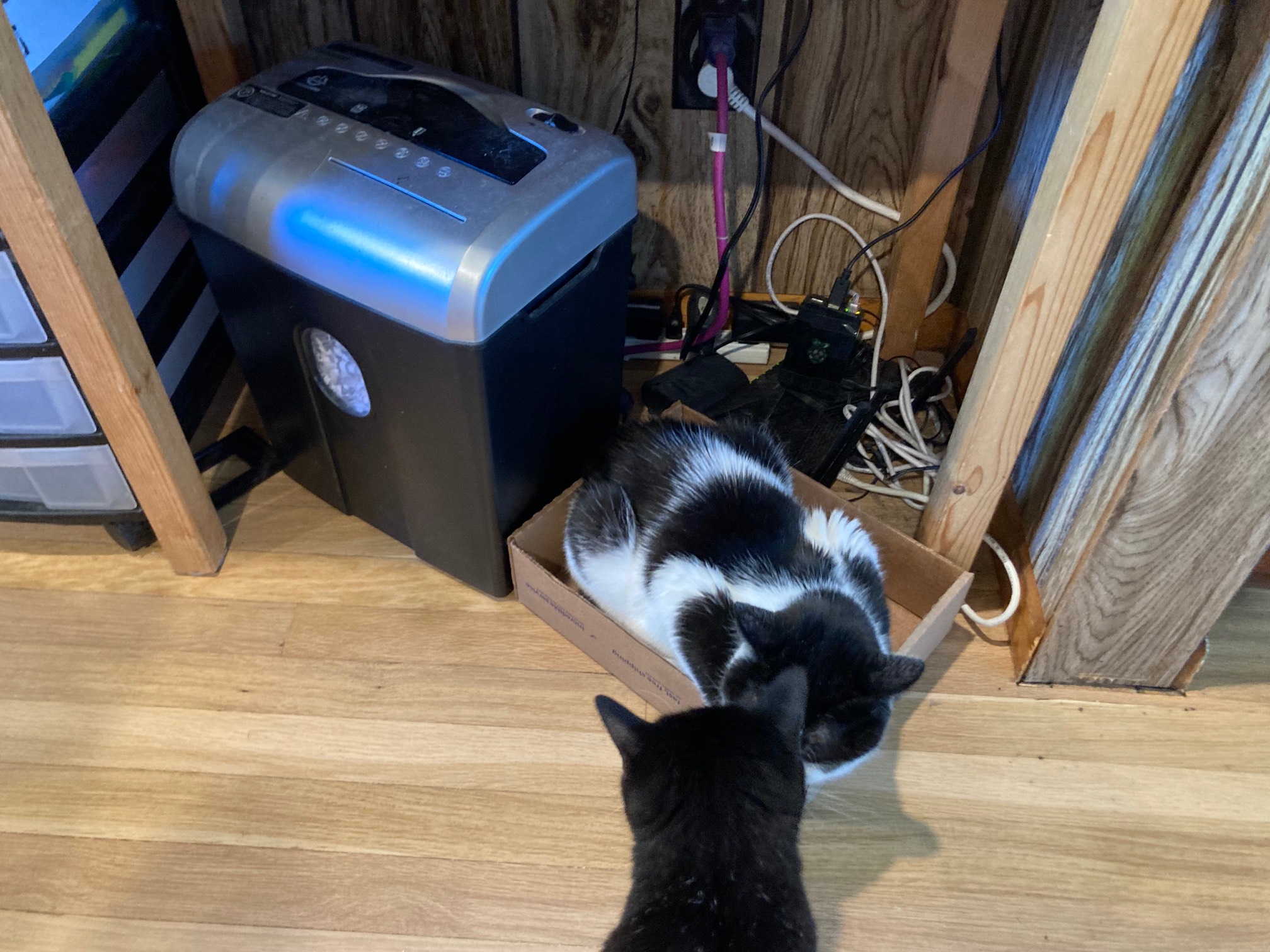 De. Wily approaching Bonus Cat