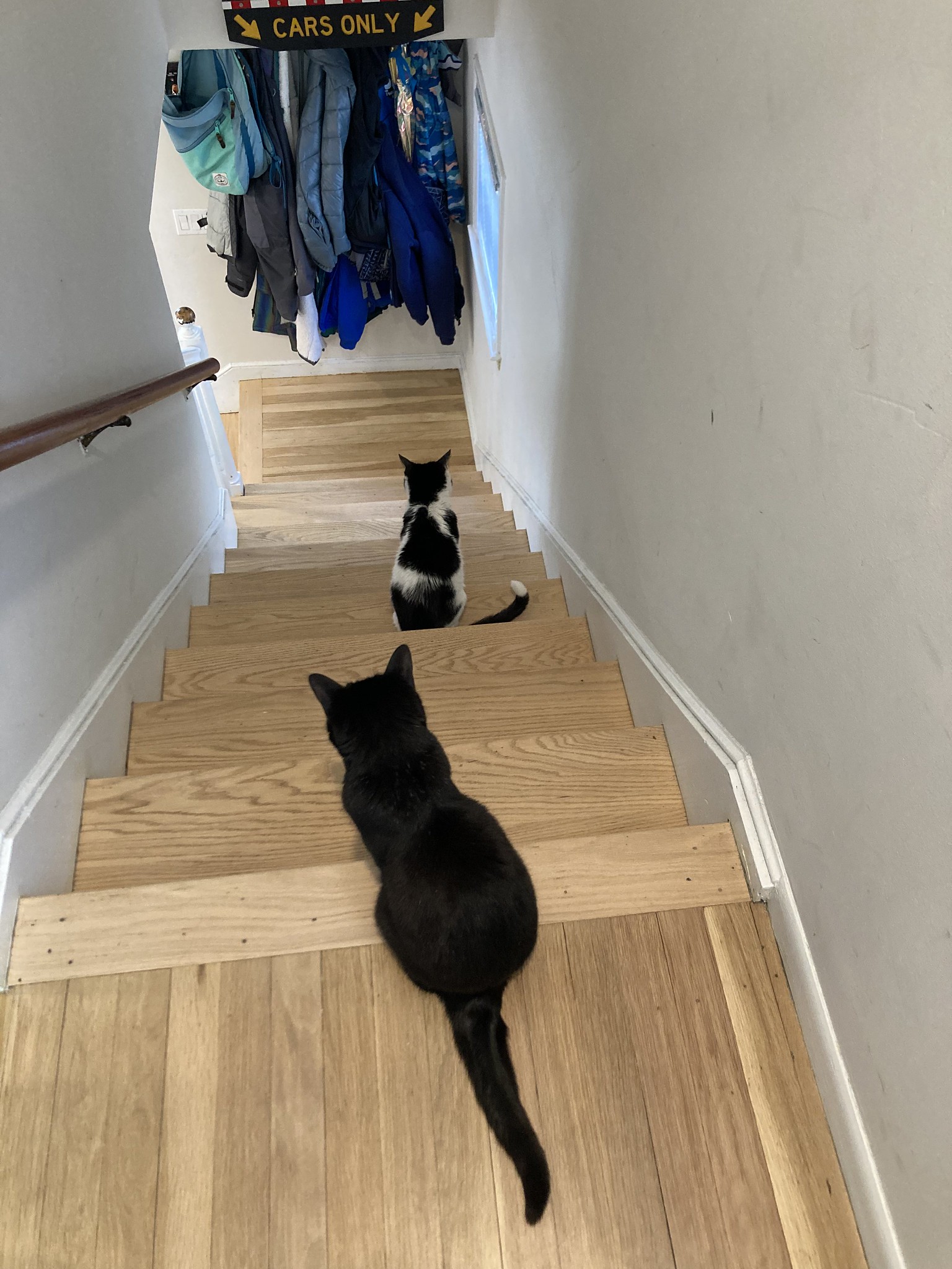 Two cats on stairs, one behind the other