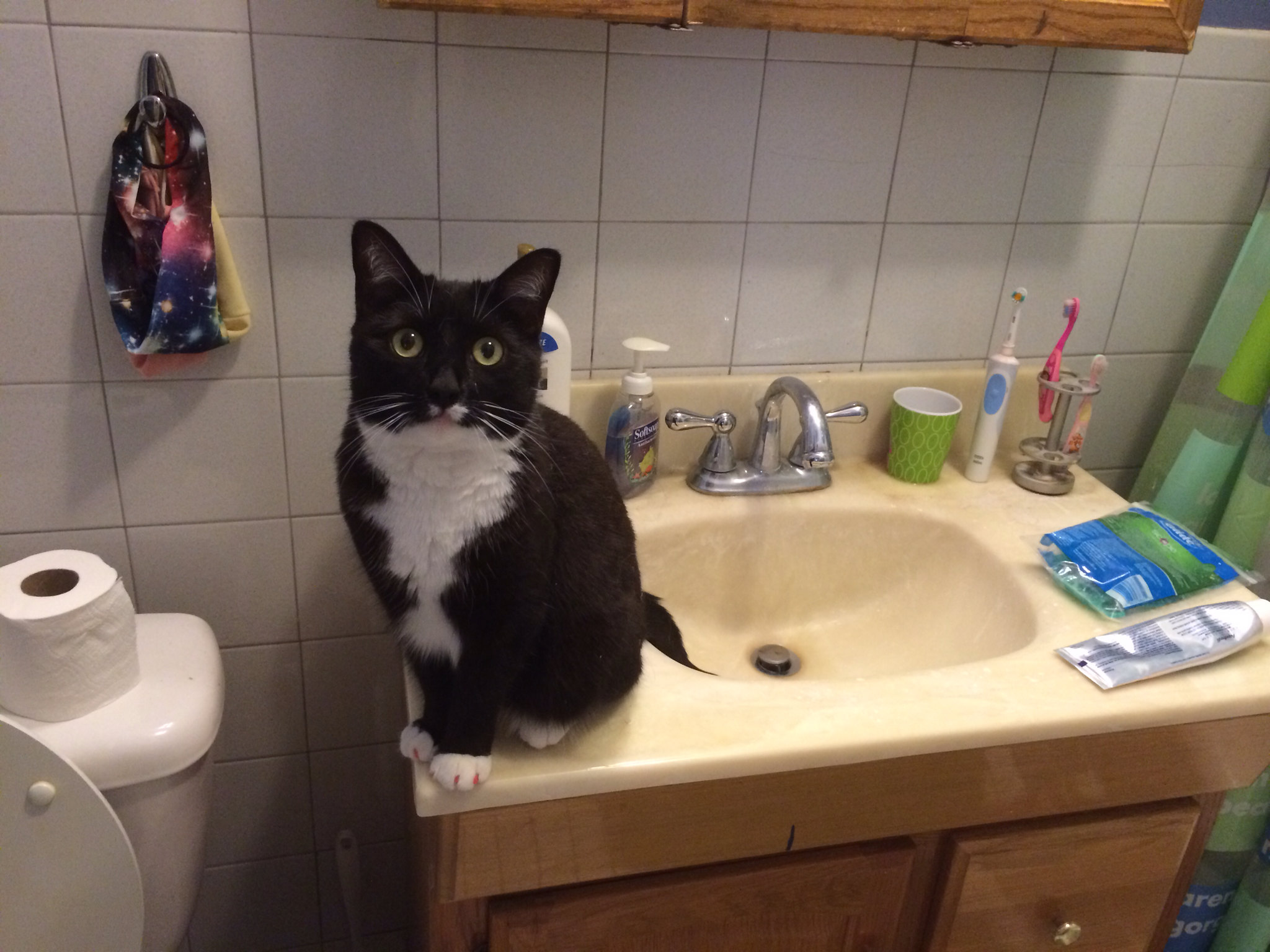 Cat on sink