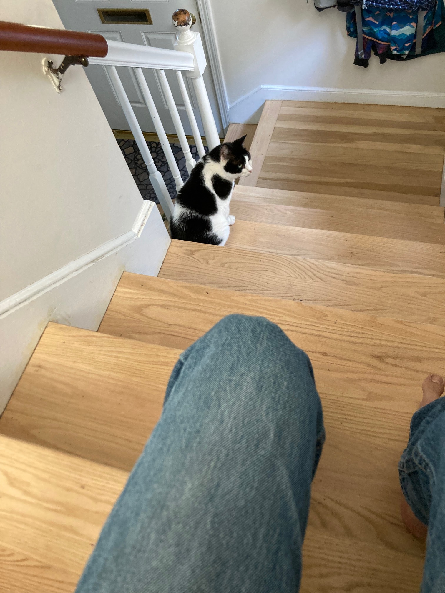 Cat, human legs on stairs 