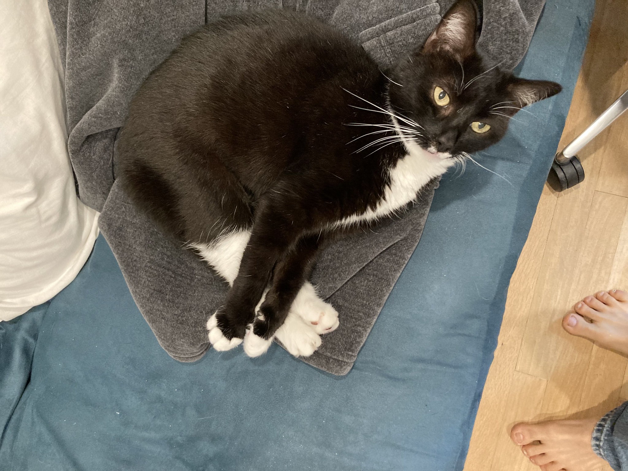 Cat with legs crossed in X pattern