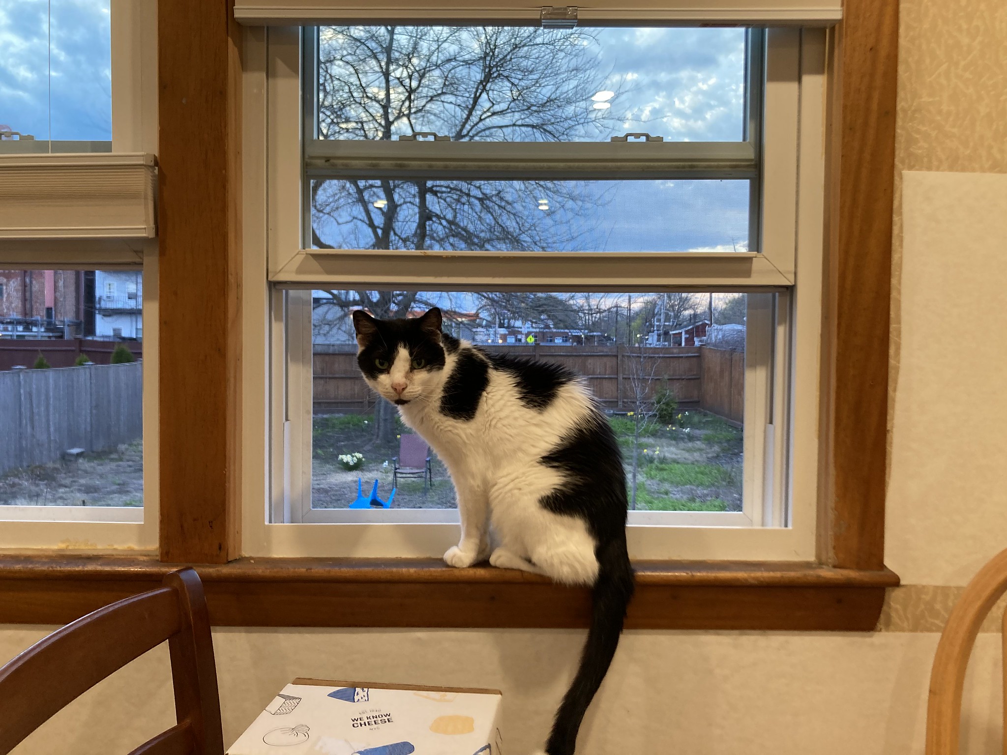 Cat in window