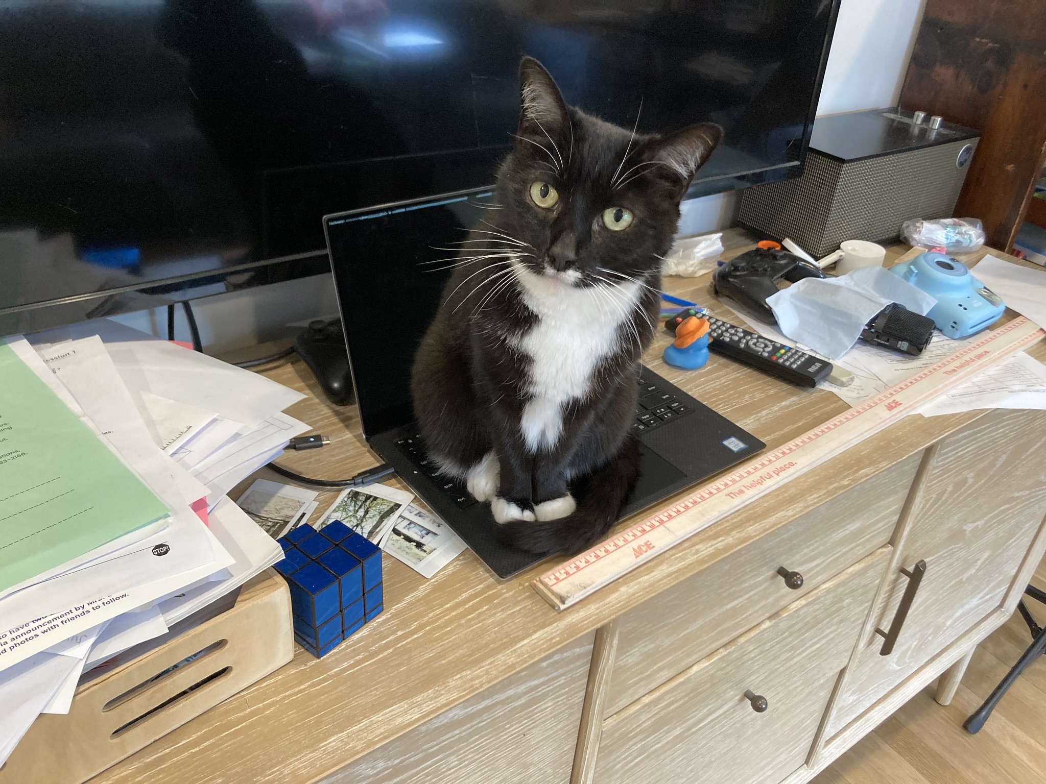 Cat on laptop keyboard