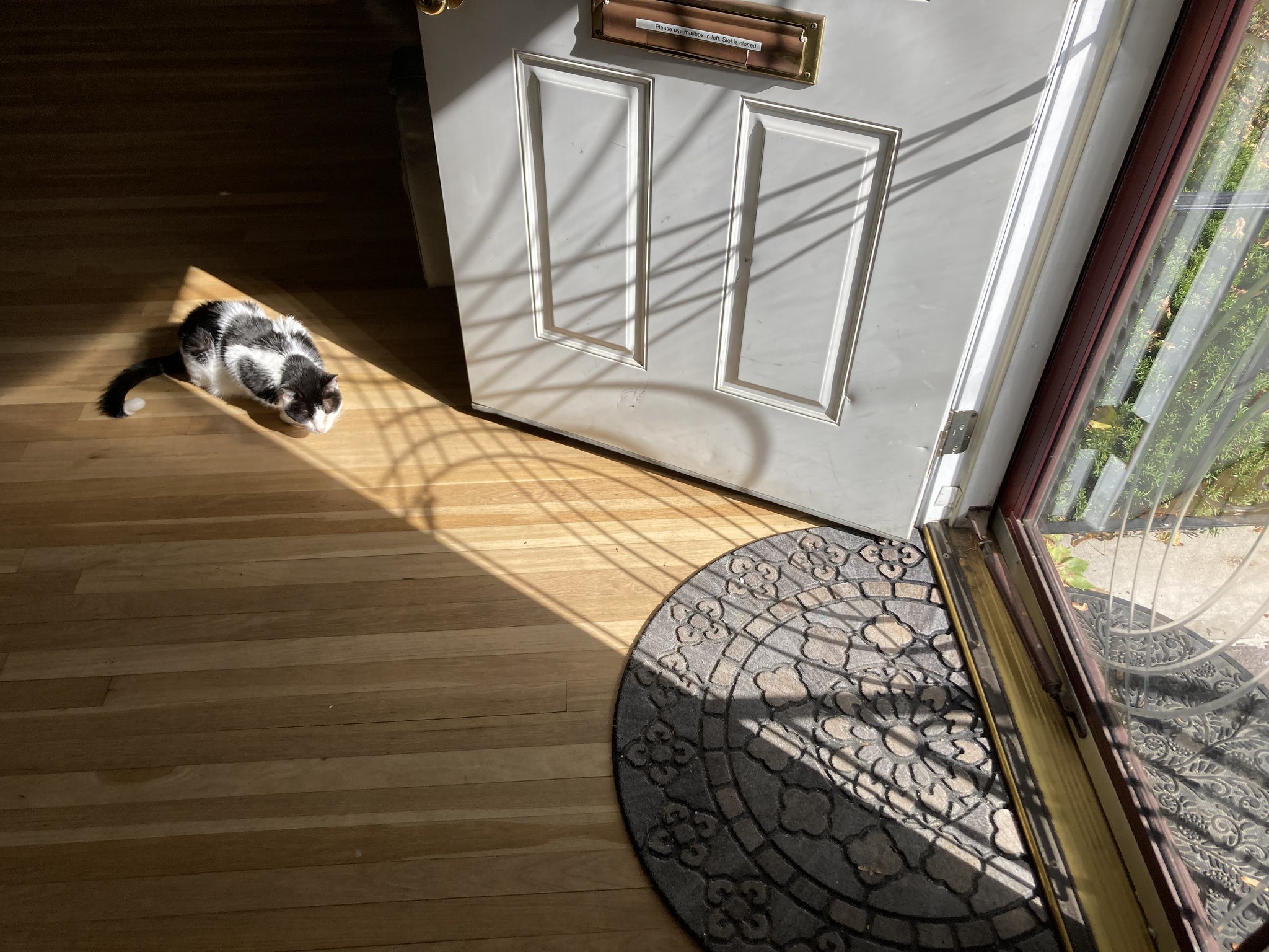 Cat in narrow sunbeam