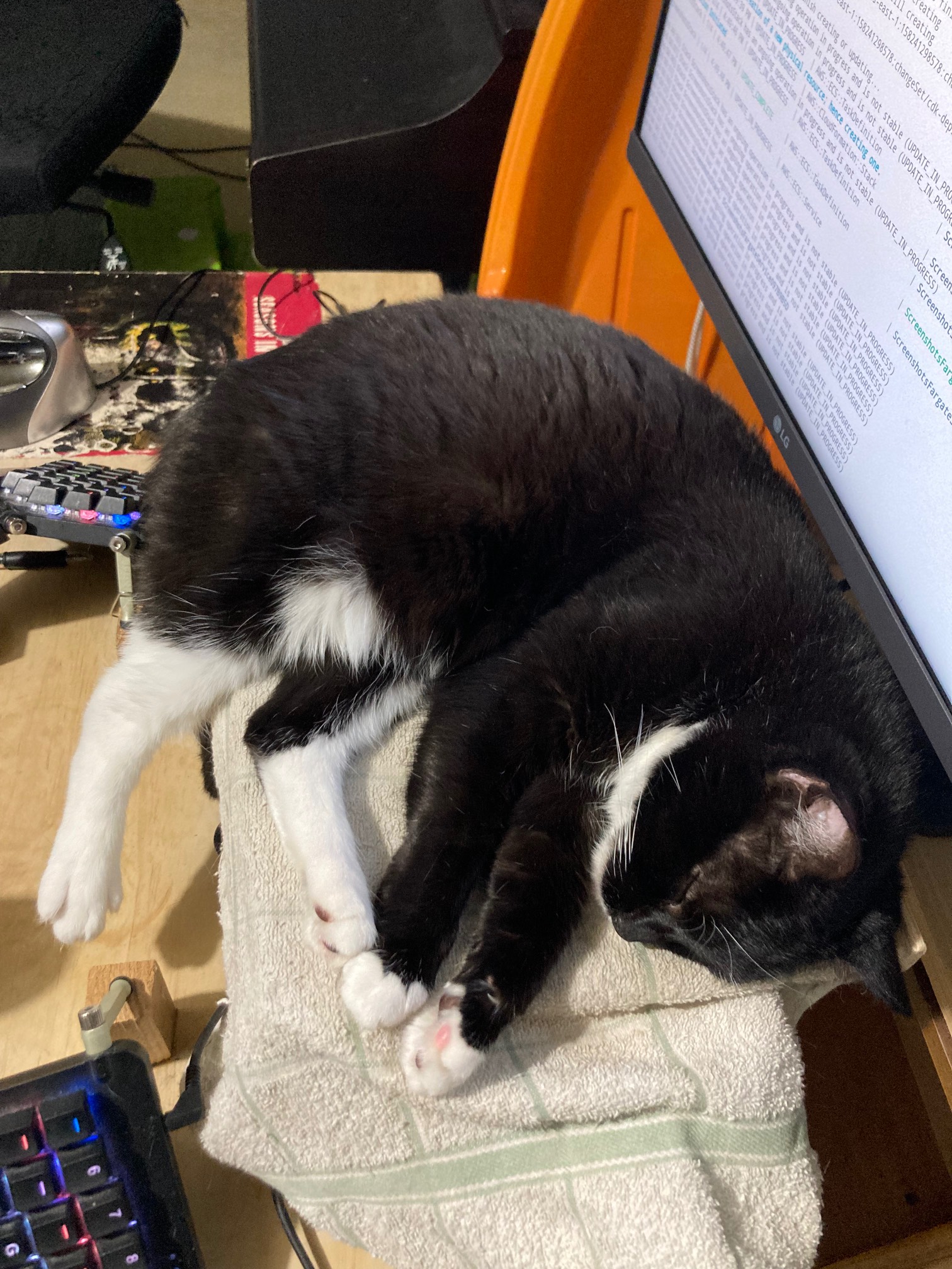 Cat sleeping with three legs grouped together