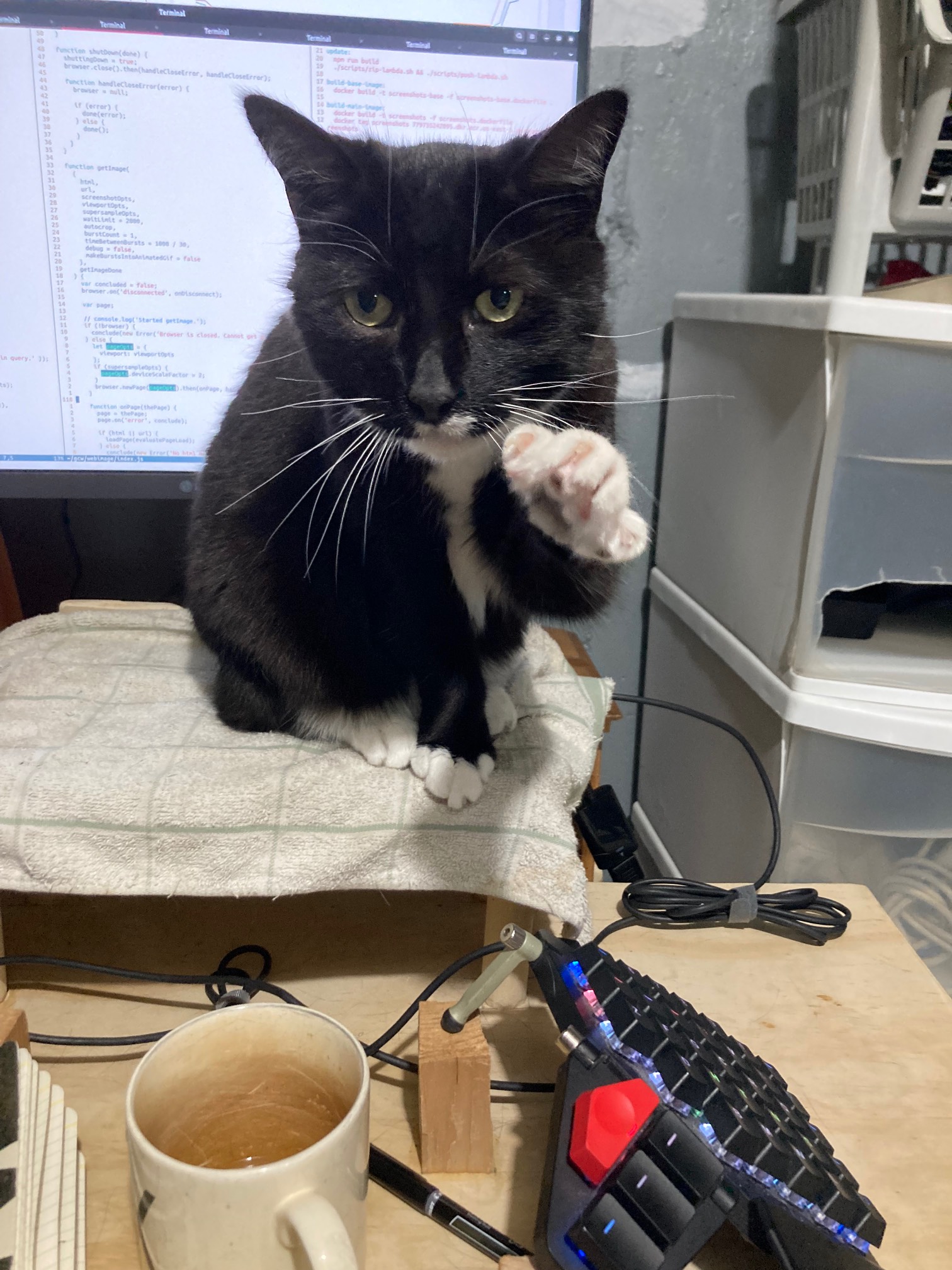 Cat in front of monitor reaching forward with other paw