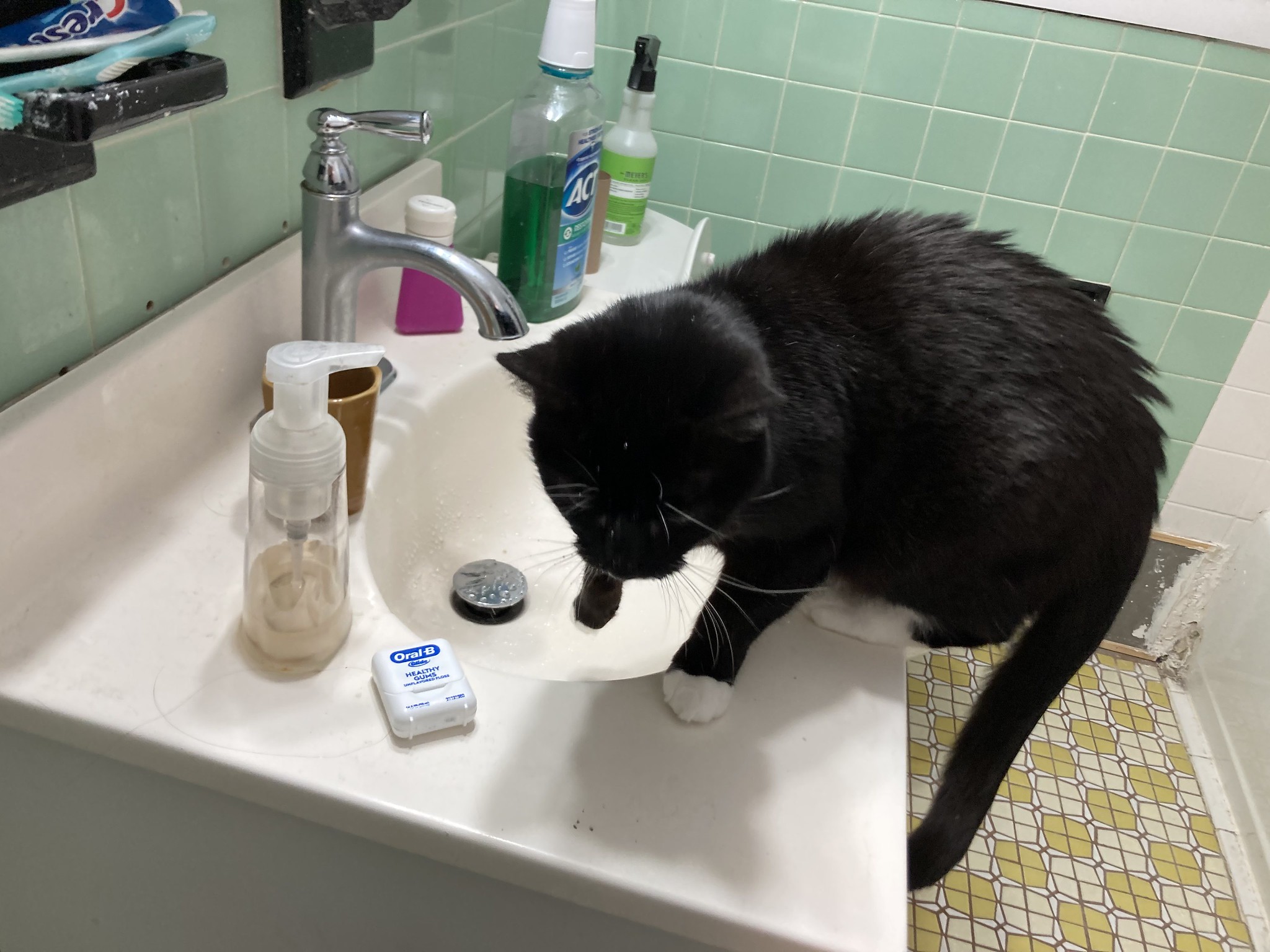 Cat on sink