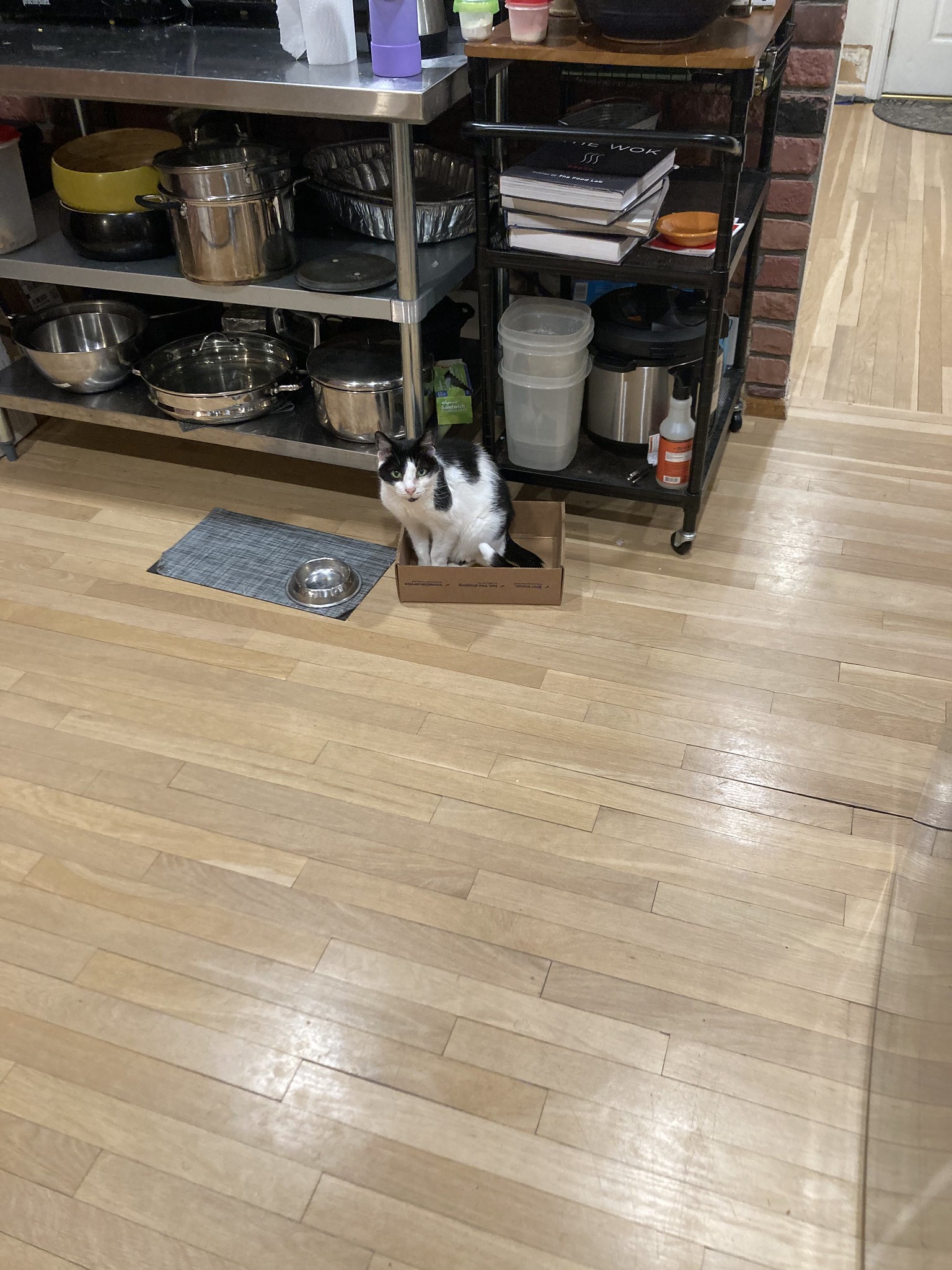 Cat in kitchen in box
