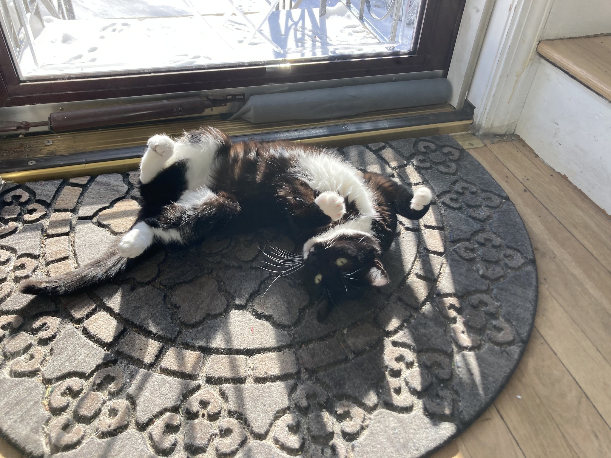 Cat on doormat