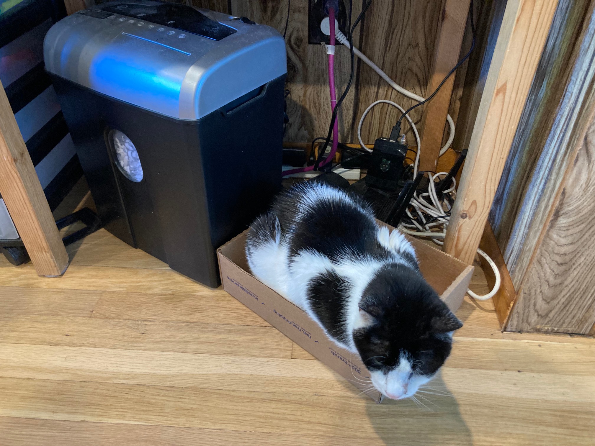 Bonus Cat in box near shredder
