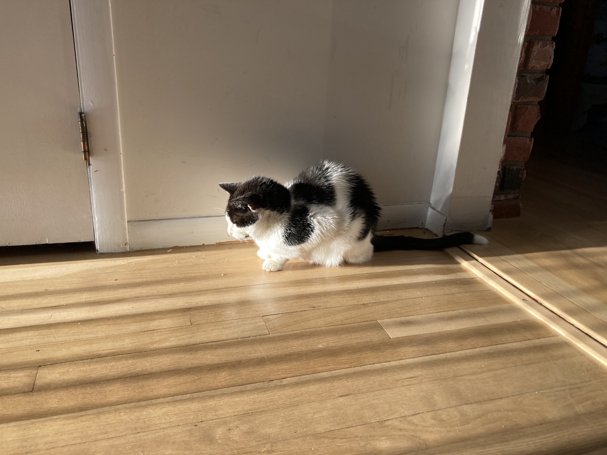 Cat with eyes closed