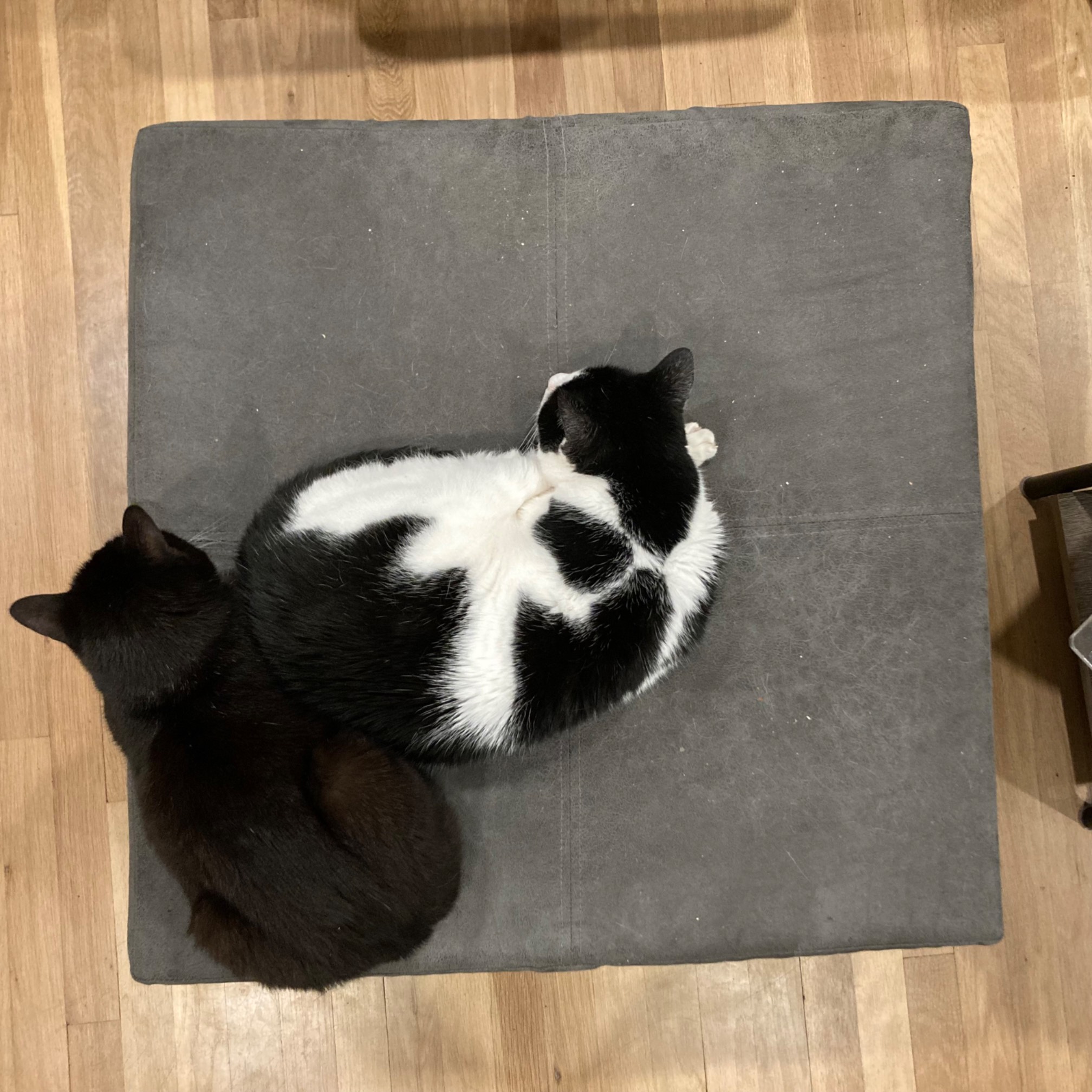 Sometimes, it’s Bonus who is the jerk.