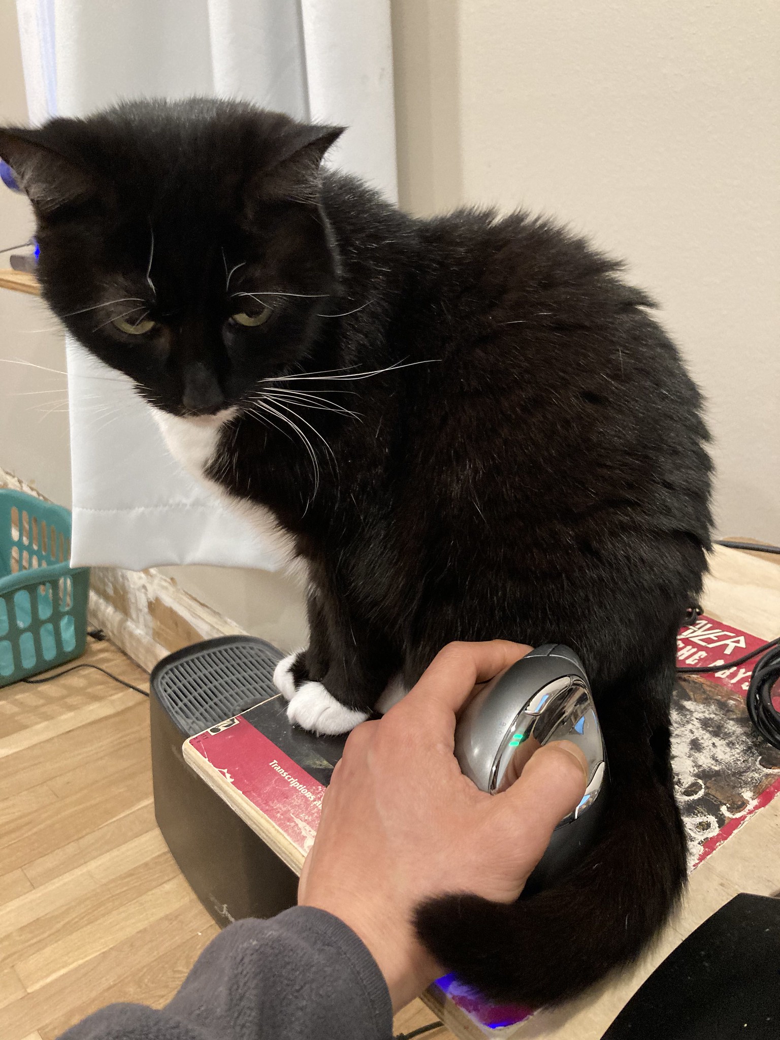 Cat with tail wrapped around computer mouse