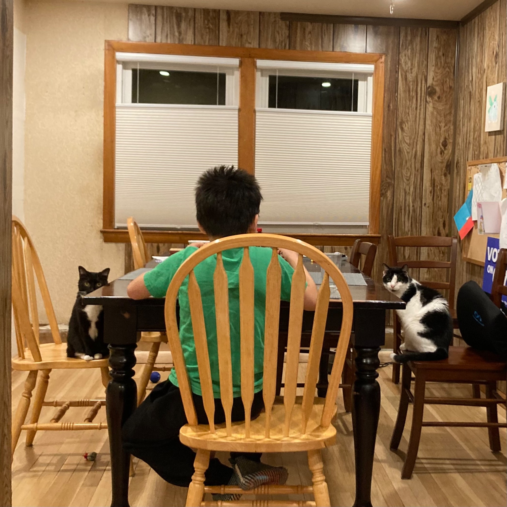 Two cats and a kid sitting at a dining table