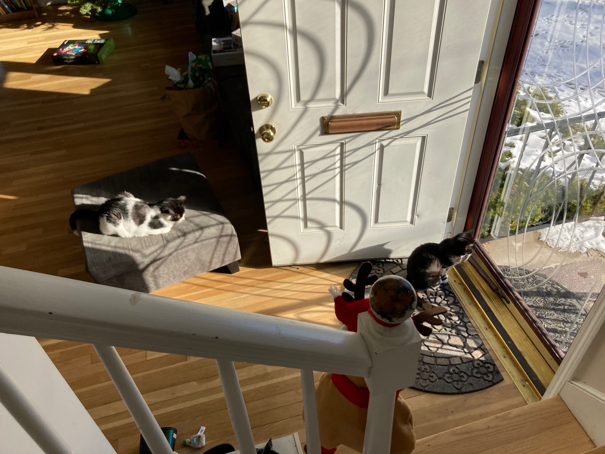 One cat on an ottoman, one on the floor in a sunbeam coming from a door