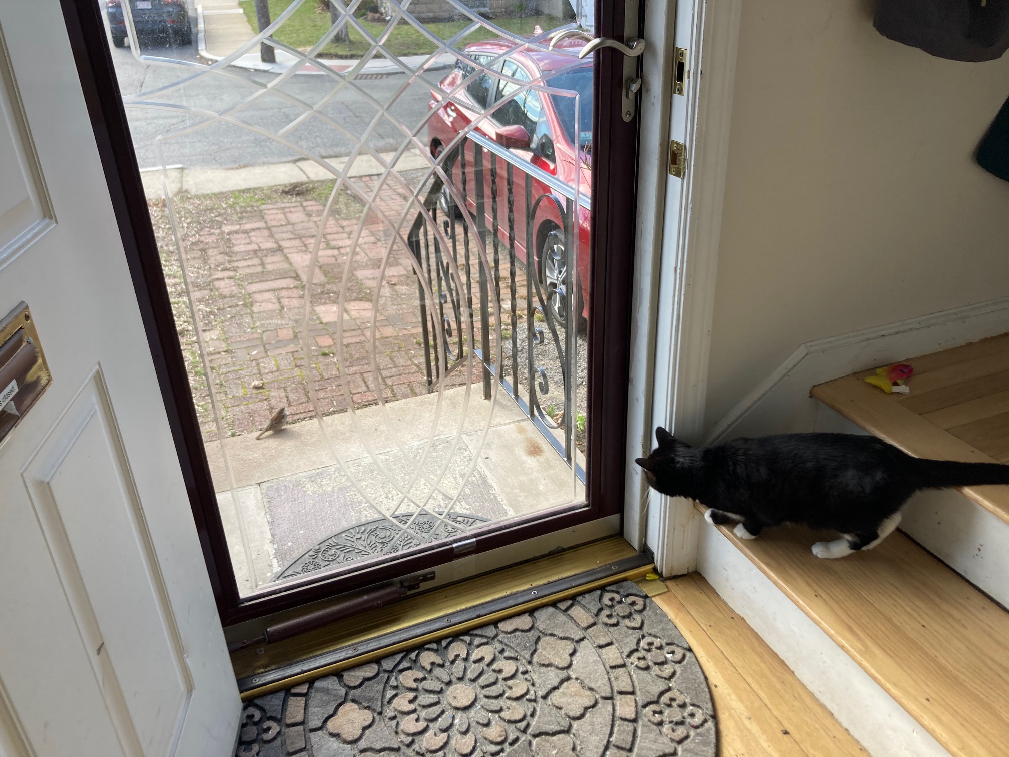 Cat looking out storm door at bird