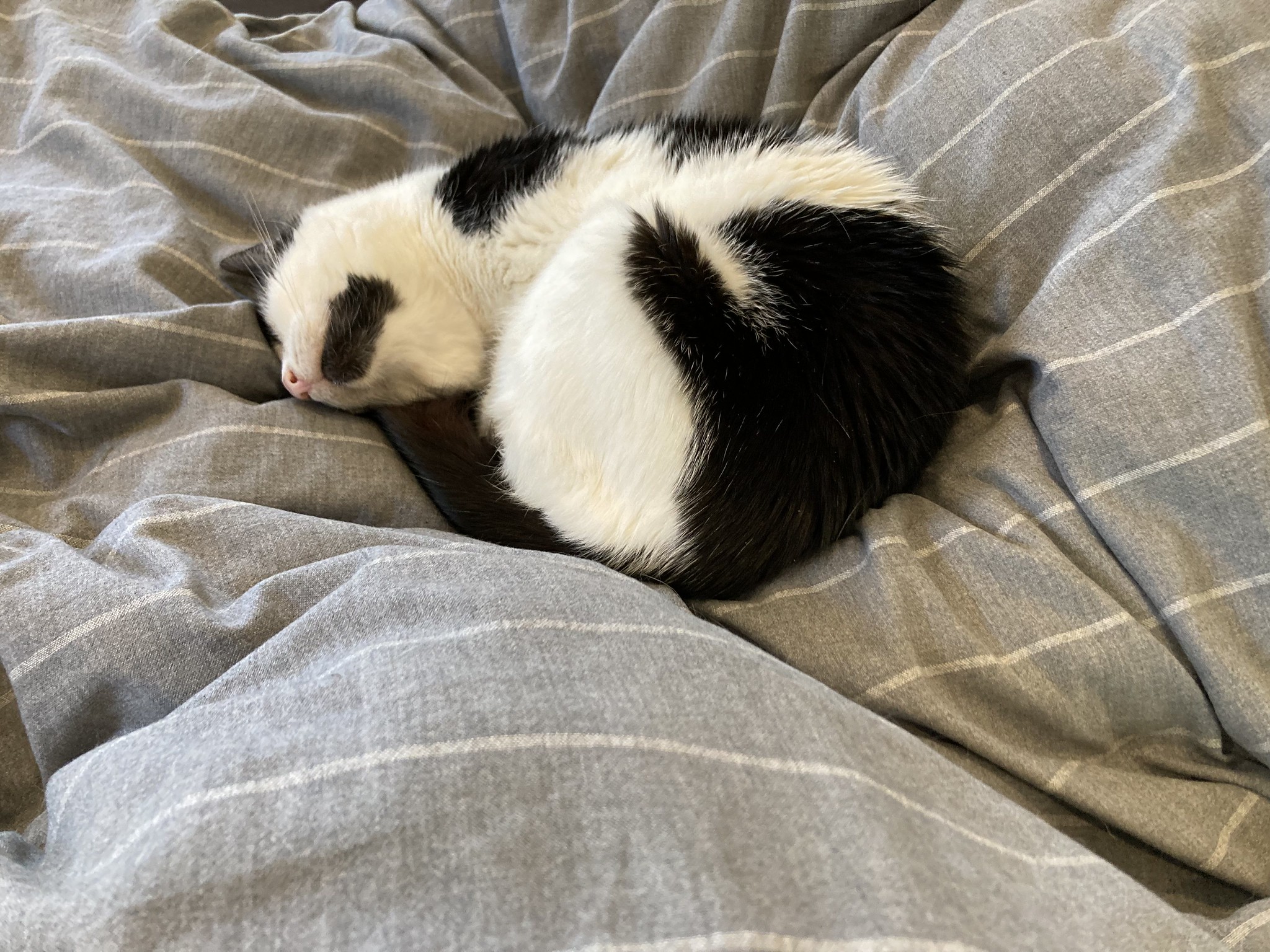 Cat lying chin up on bed