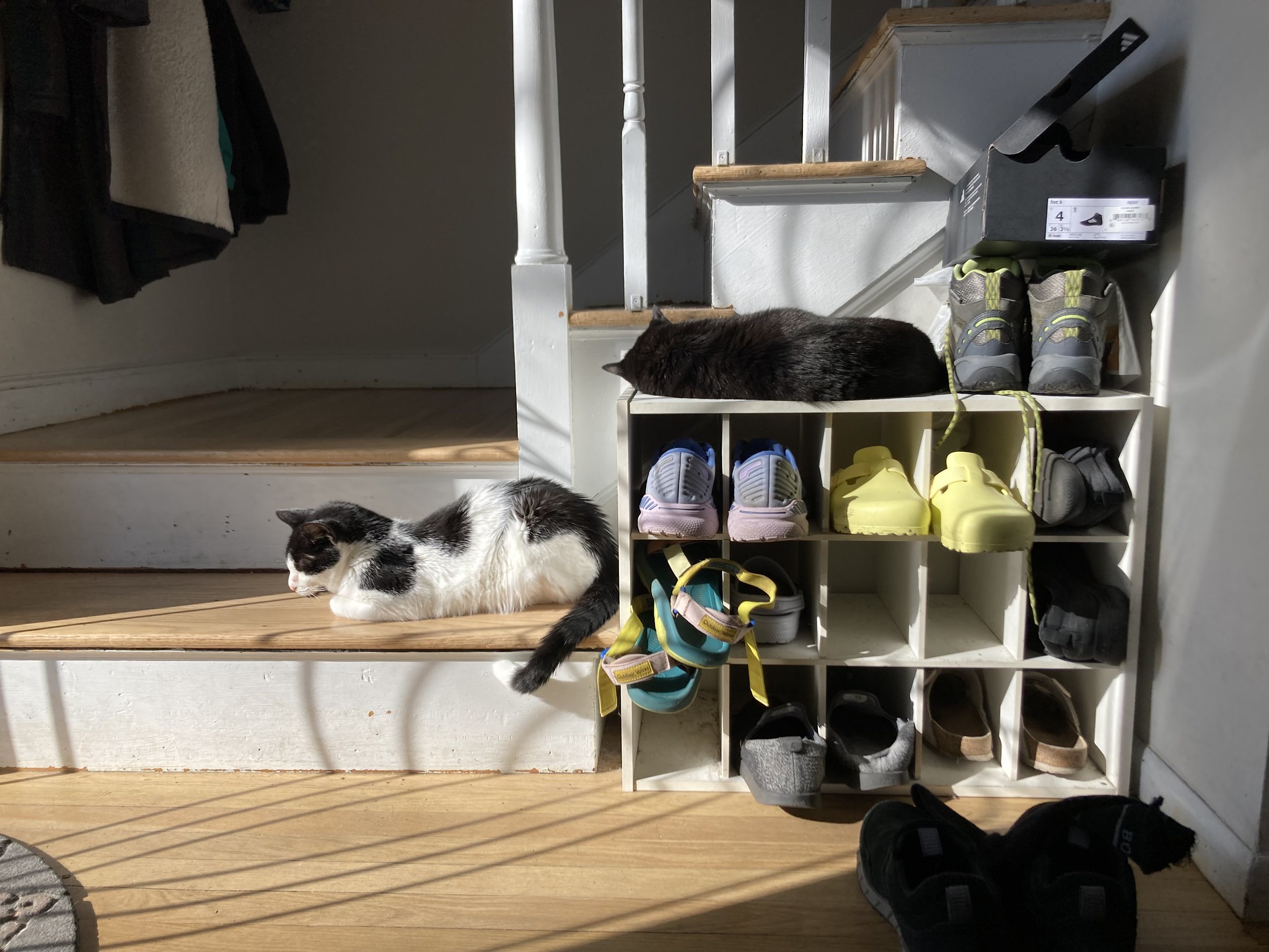 Cat on stair and cat on shoe rack in the sunlight