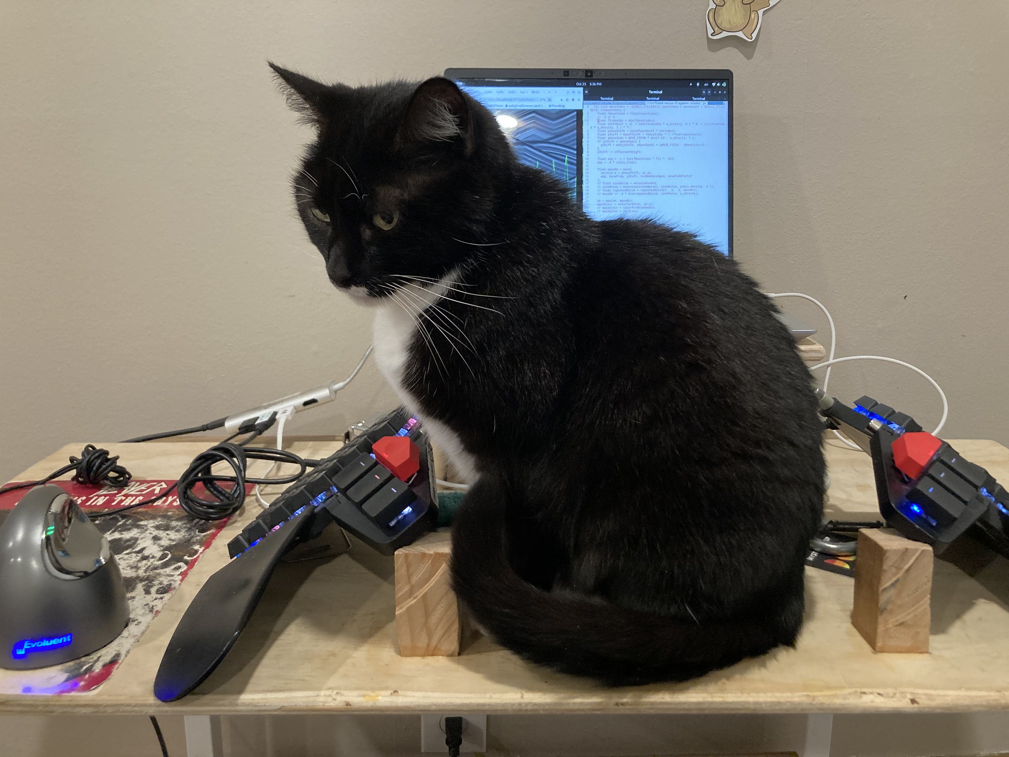 Cat blocking computer