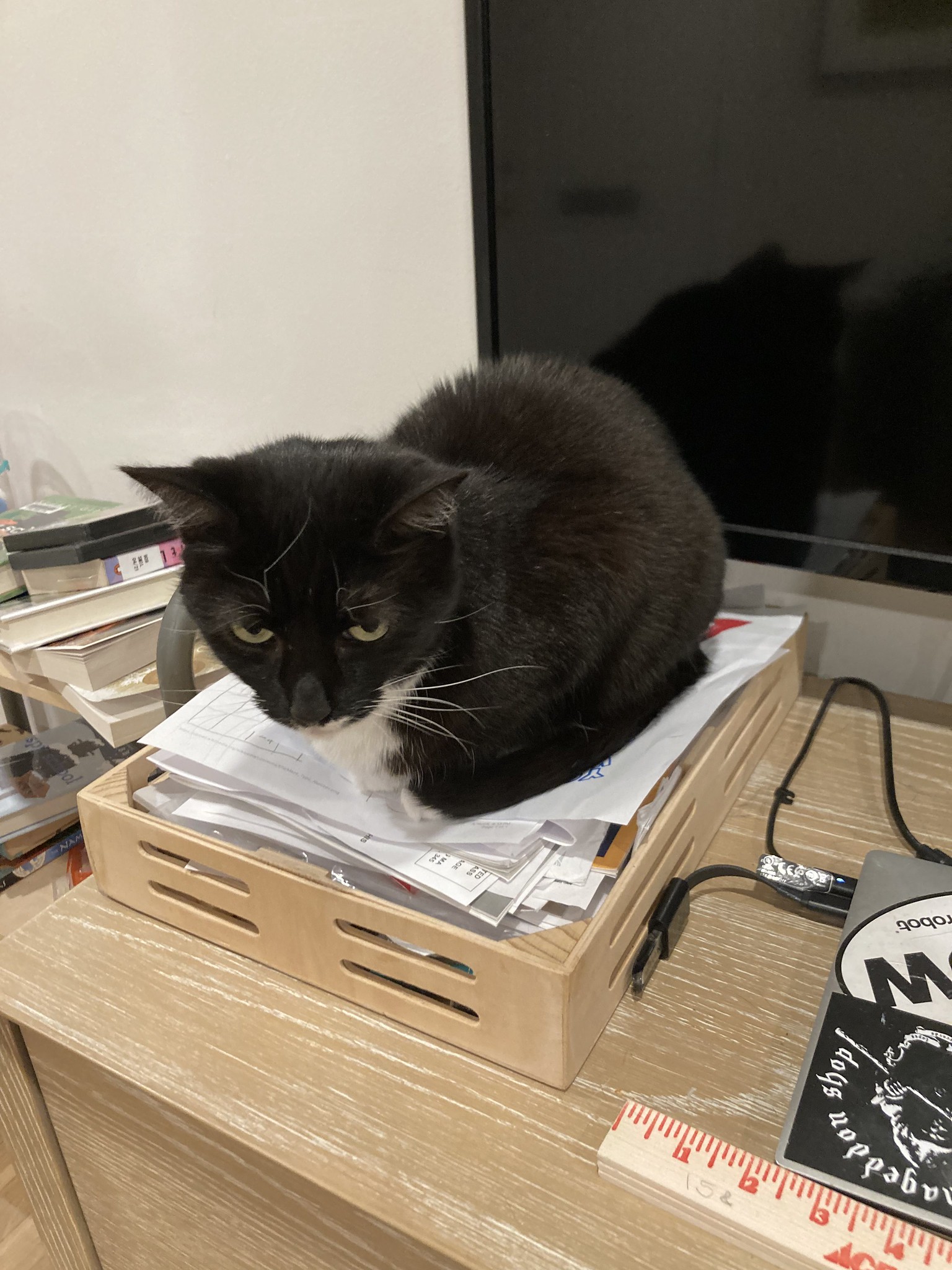 Cat in inbox