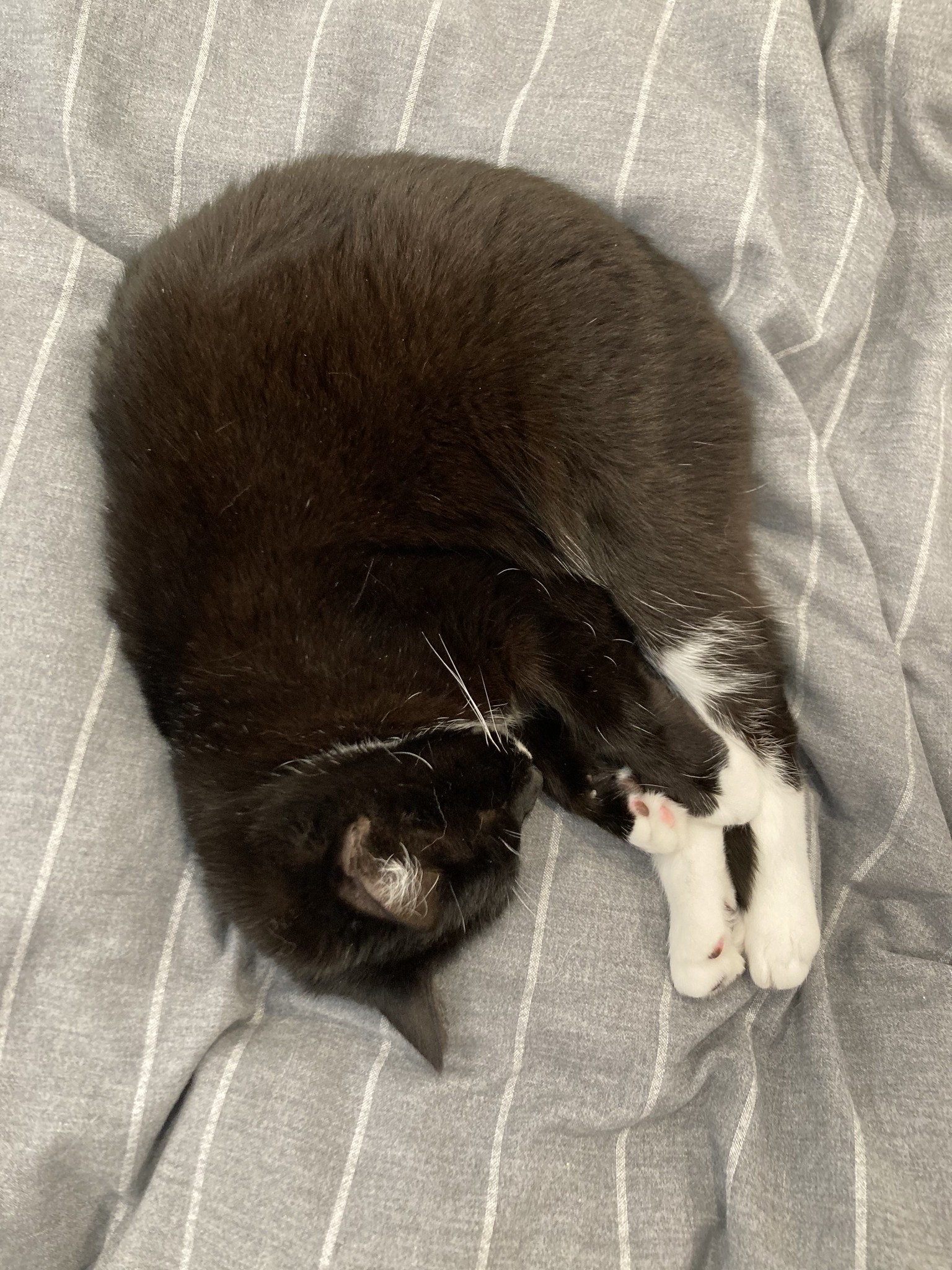 Cat curled with paws out