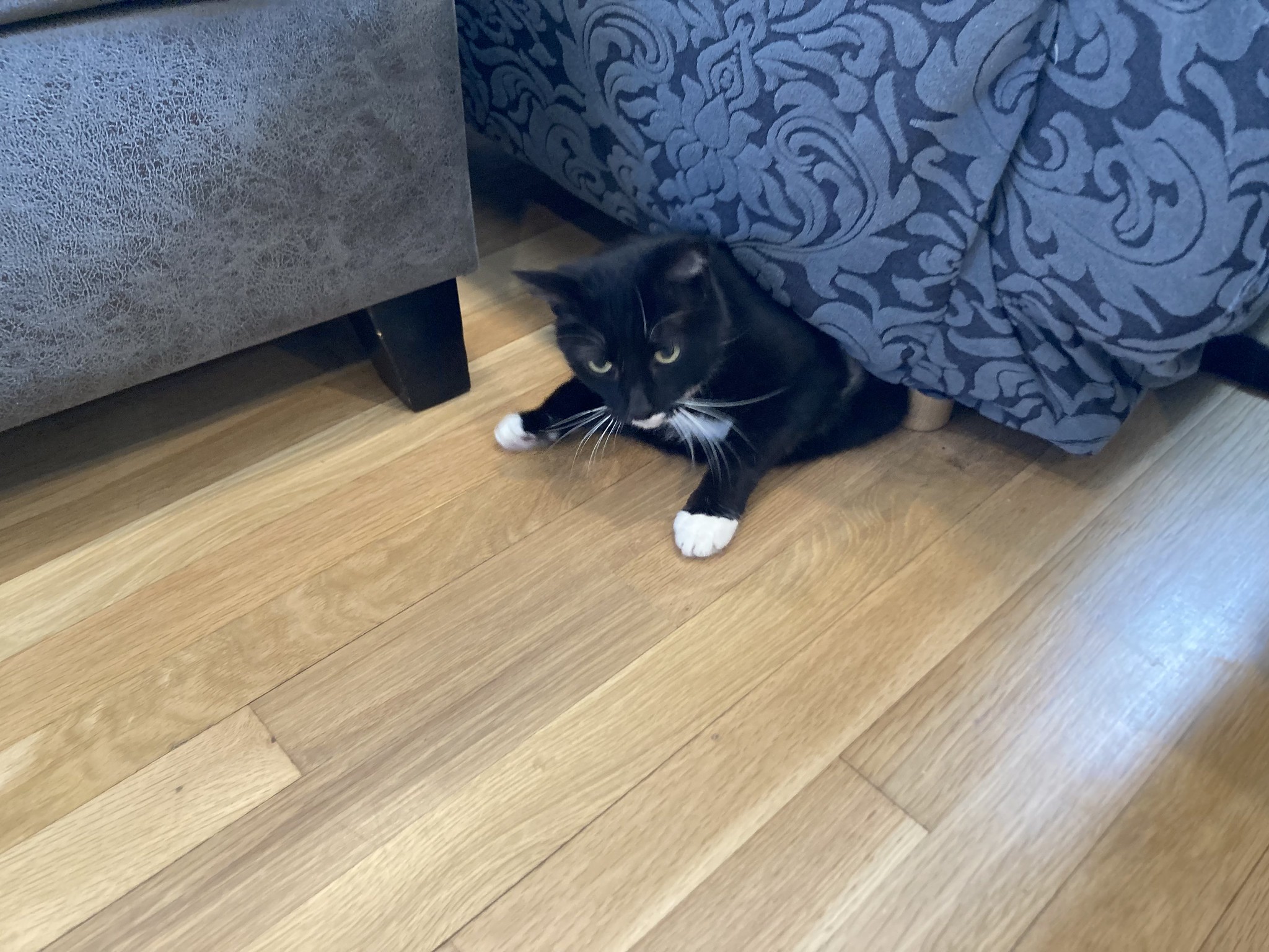 Cat getting out from under chair