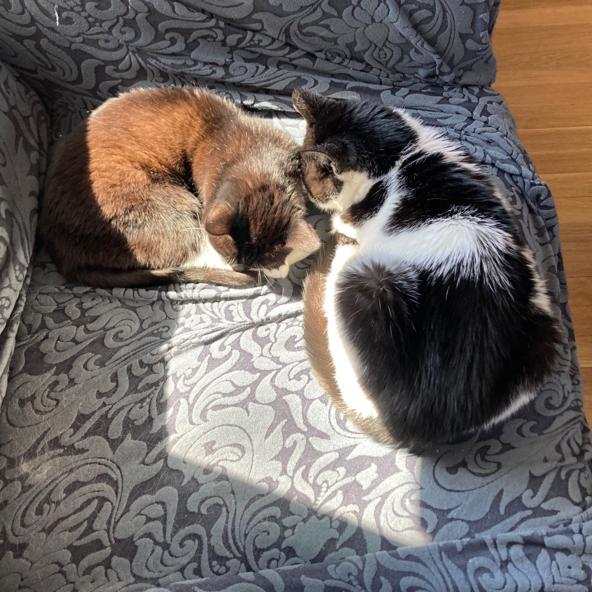 Cats perpendicular to each other on chair