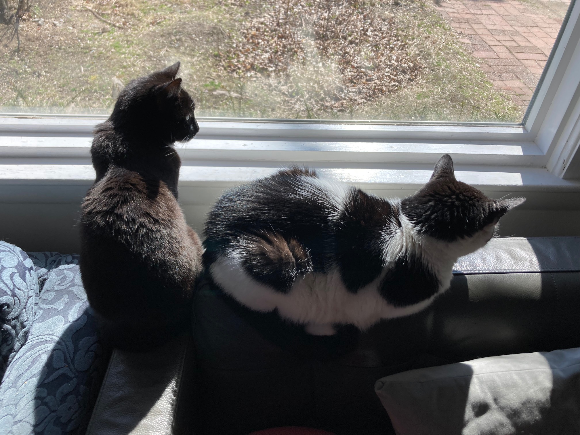 Cats perpendicular to each other by window