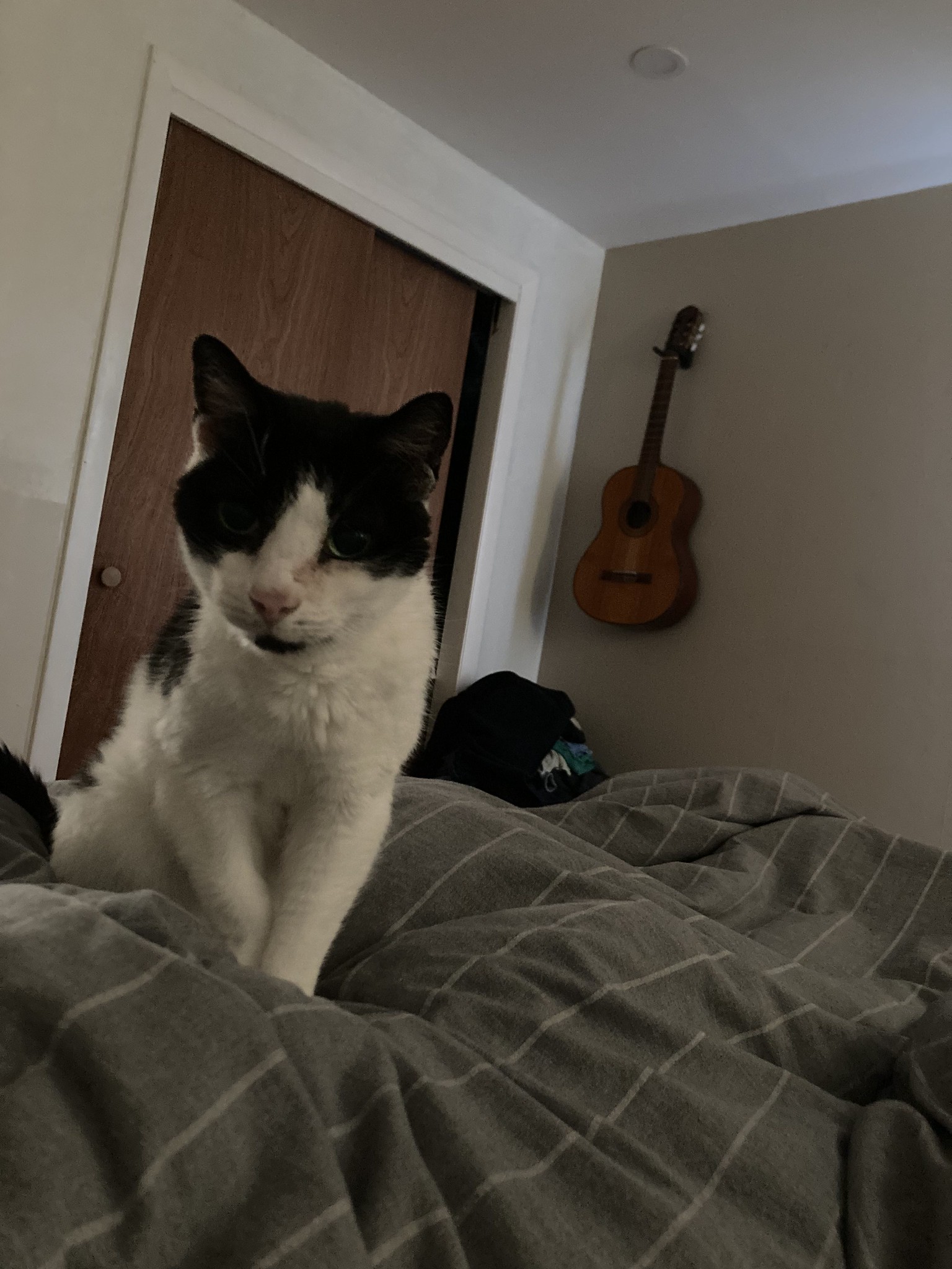 Cat approaching on bed