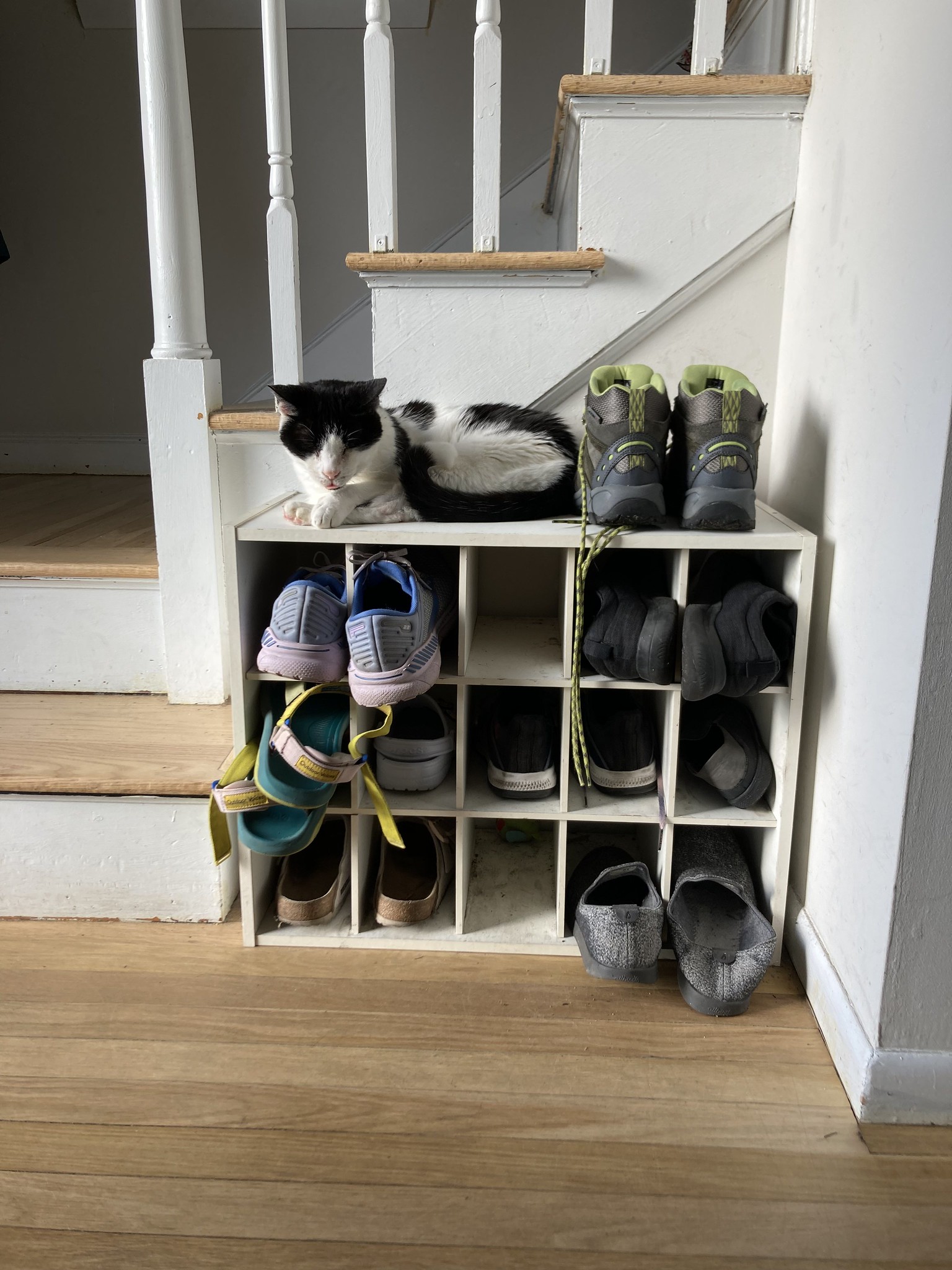 Cat on shoe rack
