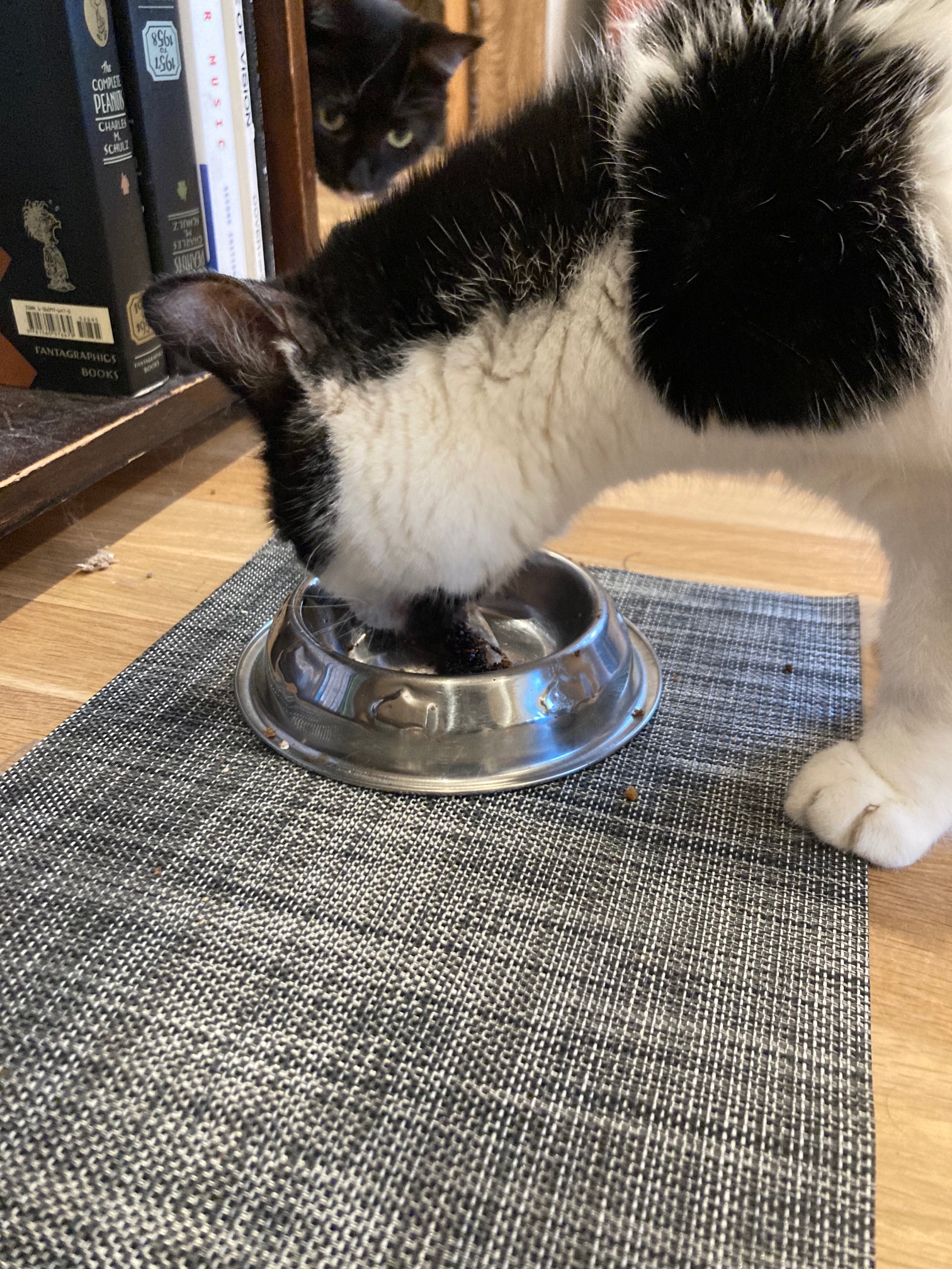Bonus Cat eating rib