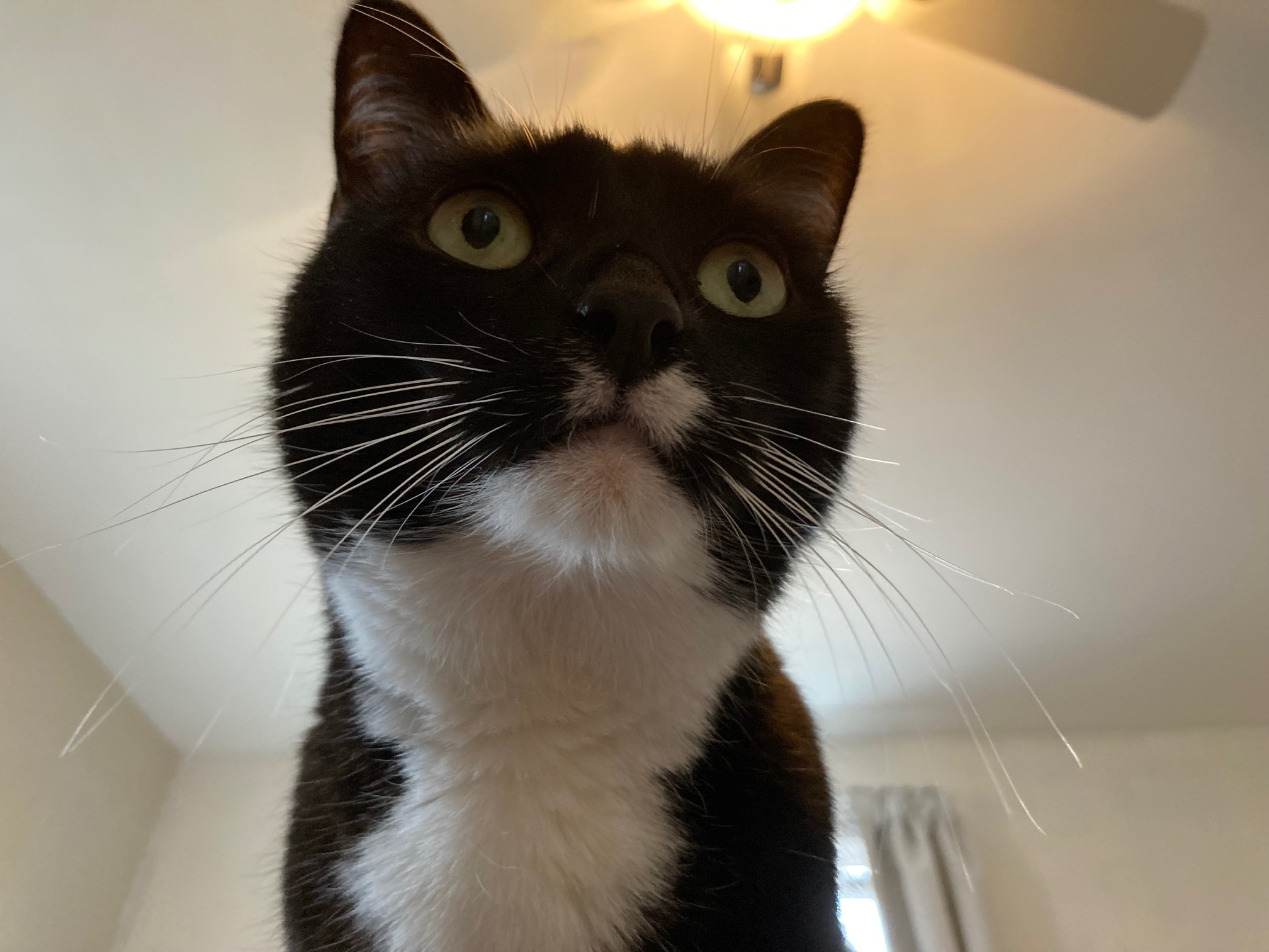 Wily looks like some kind of cartoon panther from below.