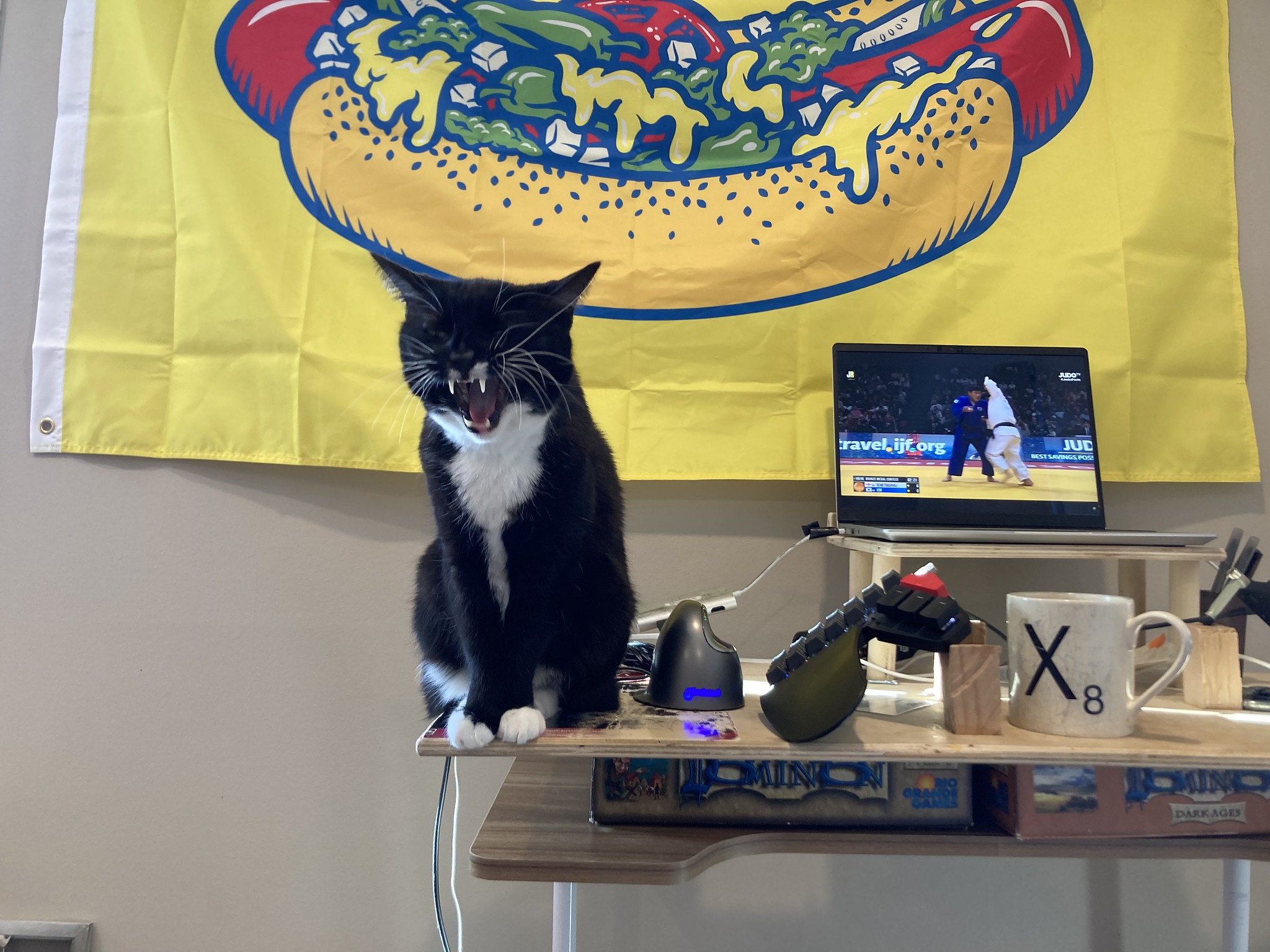 Cat looking like she's snarling on a desk